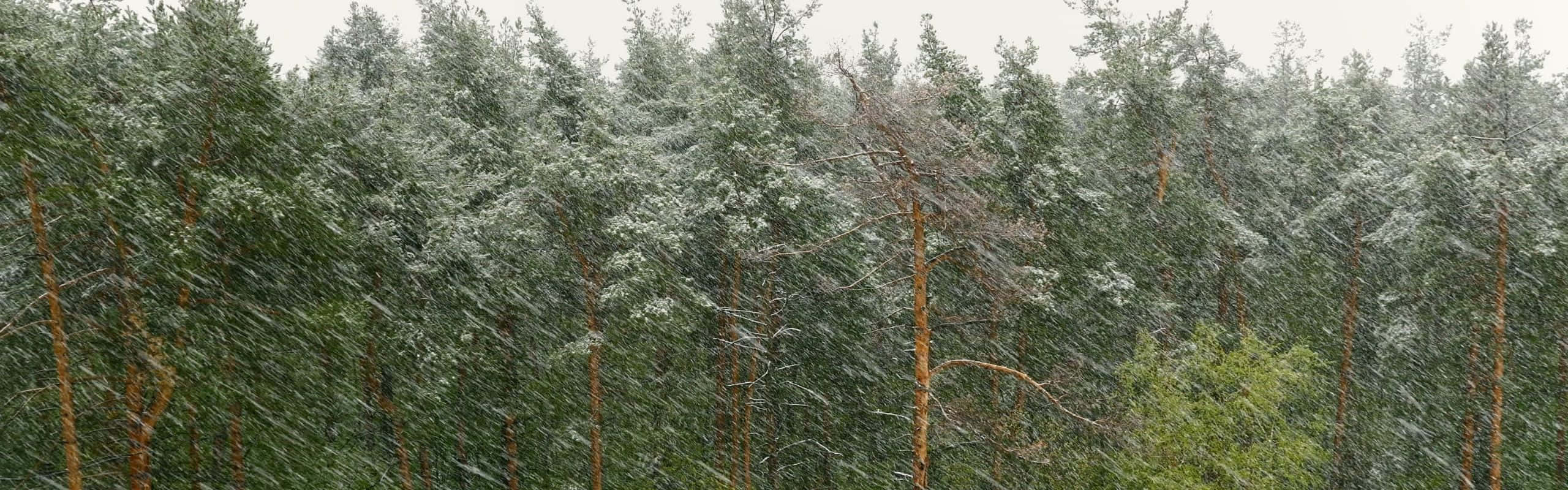 2560x800 桌布 壁紙 — 雪花在陰天之下飄過茂密的松樹林，帶有柔和的綠色和白色色調。