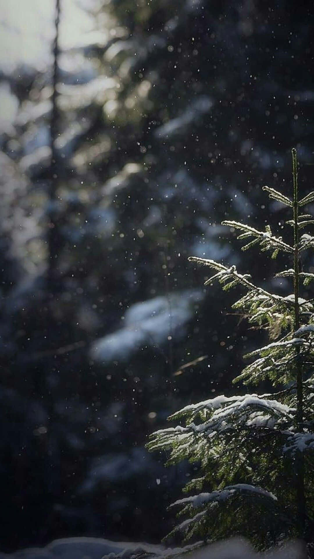 Cute Winter Aesthetic 桌布 壁紙 — 雪花在陽光照耀的空氣中飄蕩，環繞著覆蓋白雪的常綠樹枝，在一片寧靜的冬日森林中。