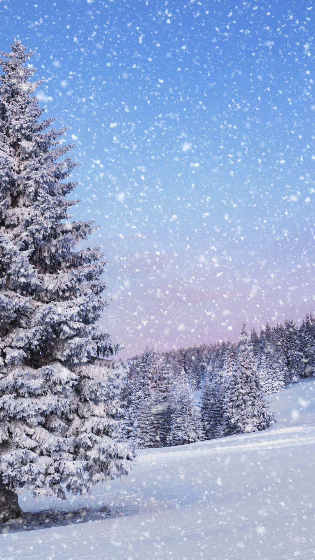 冬季美學 桌布 壁紙 — 雪花在黃昏時分飄過清澈的藍天，飄落在白雪覆蓋的松樹林上方。
