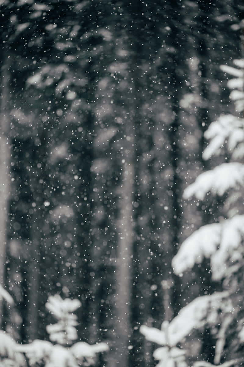 Snow Falling 桌布 壁紙 — 雪花在黑暗的森林中飄蕩，積雪的樹枝以單色勾勒出場景。