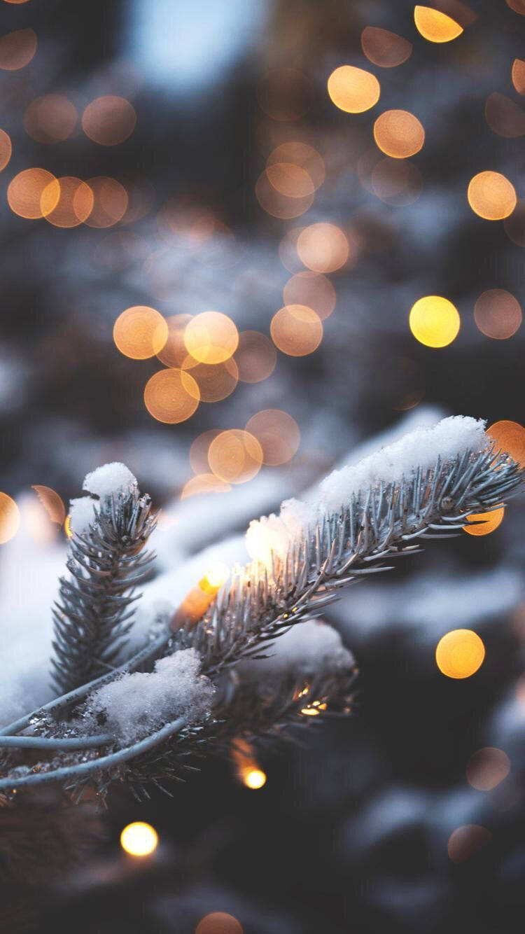 Christmas Lights Aesthetic 桌布 壁紙 — 雪花覆蓋的松樹枝條在冬日溫暖的散景燈光背景下柔和地發光。