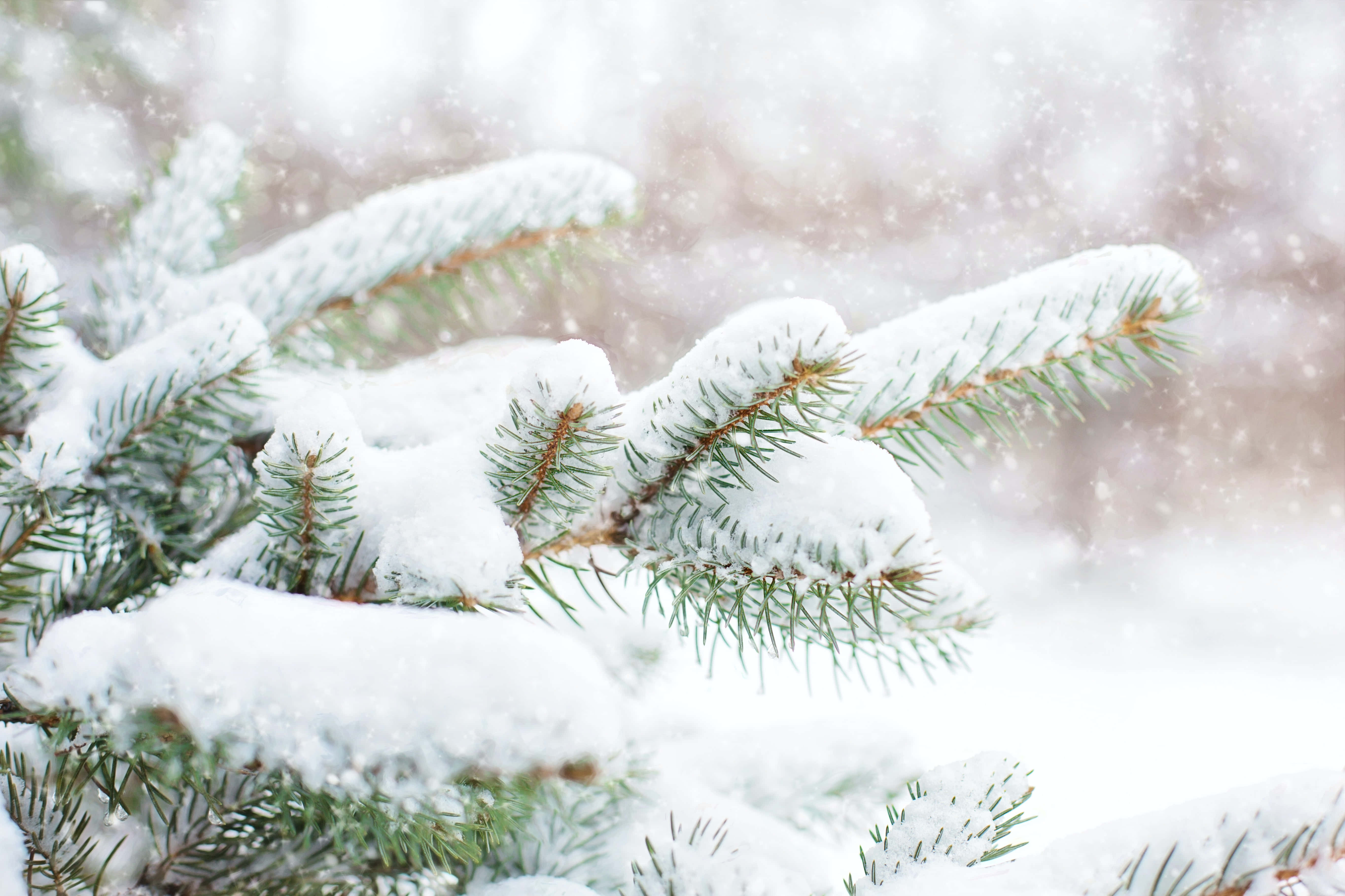 Winter Forest 桌布 壁紙 — 雪花輕輕飄落在積雪的常綠樹枝周圍，營造出柔和的冬日森林場景。