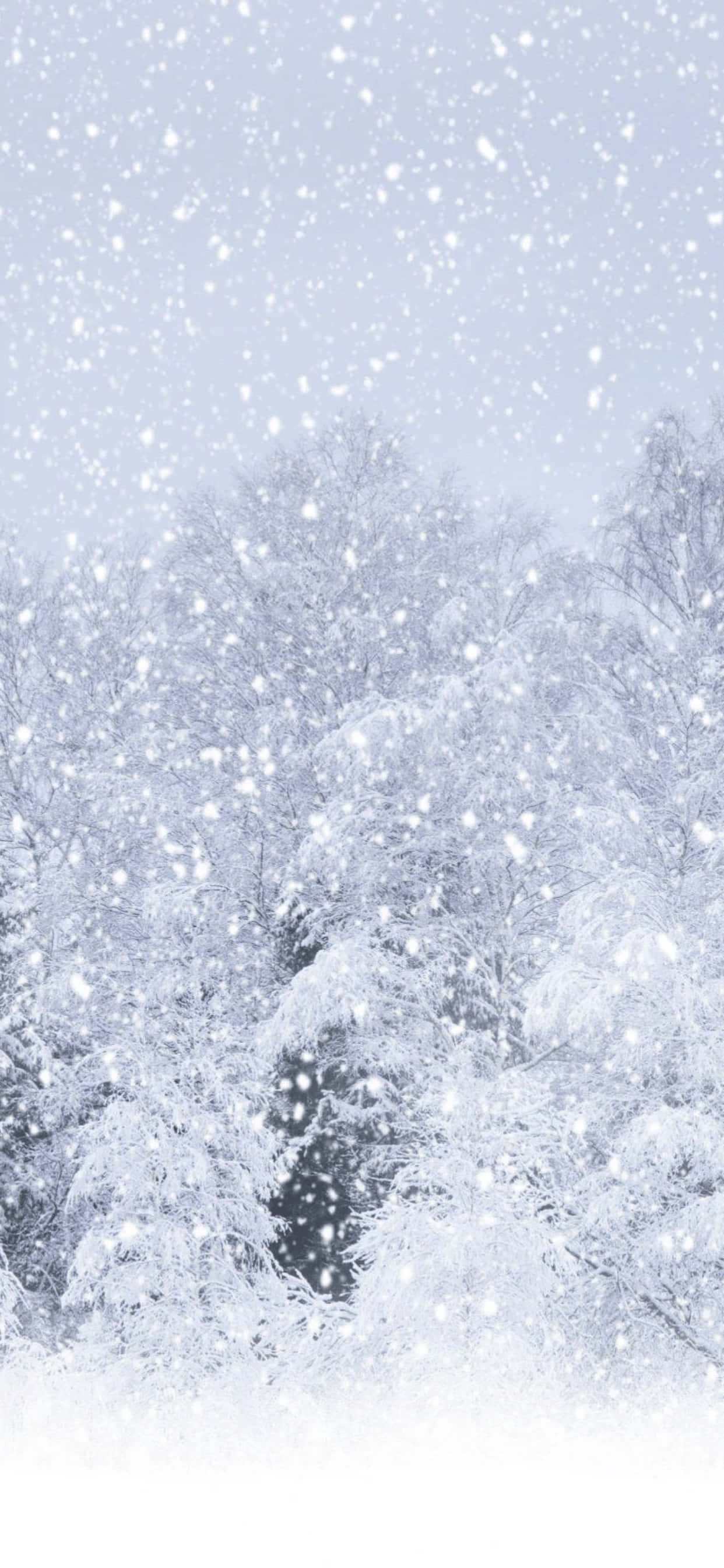 Snow Falling 桌布 壁紙 — 雪花輕輕飄過蒼白的天空，下方是白雪覆蓋的茂密常青樹林。