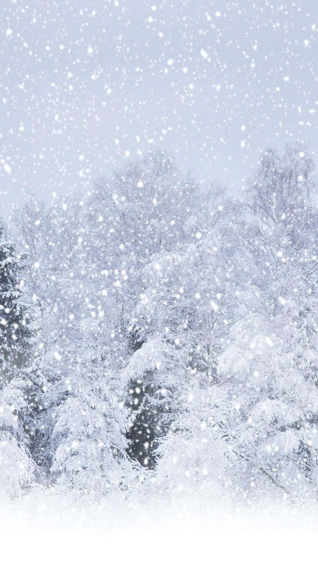 Snowing 桌布 壁紙 — 雪花輕輕飄過蒼白的天空，下方是茂密的雪覆樹林。