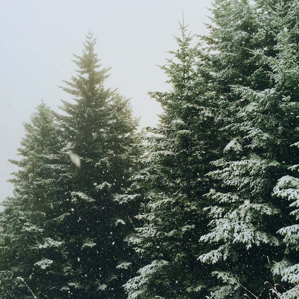 Evergreen Trees 桌布 壁紙 — 雪花輕輕飄過蒼白的天空，下方是覆蓋著新鮮白雪的高聳常綠樹。