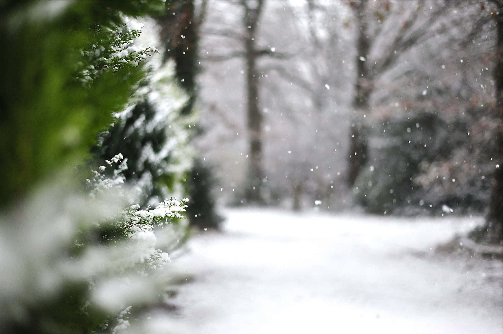 Winter Trees 桌布 壁紙 — 雪花飄過一條寧靜的冬季森林小徑，兩旁是灑滿白雪的常青樹枝。