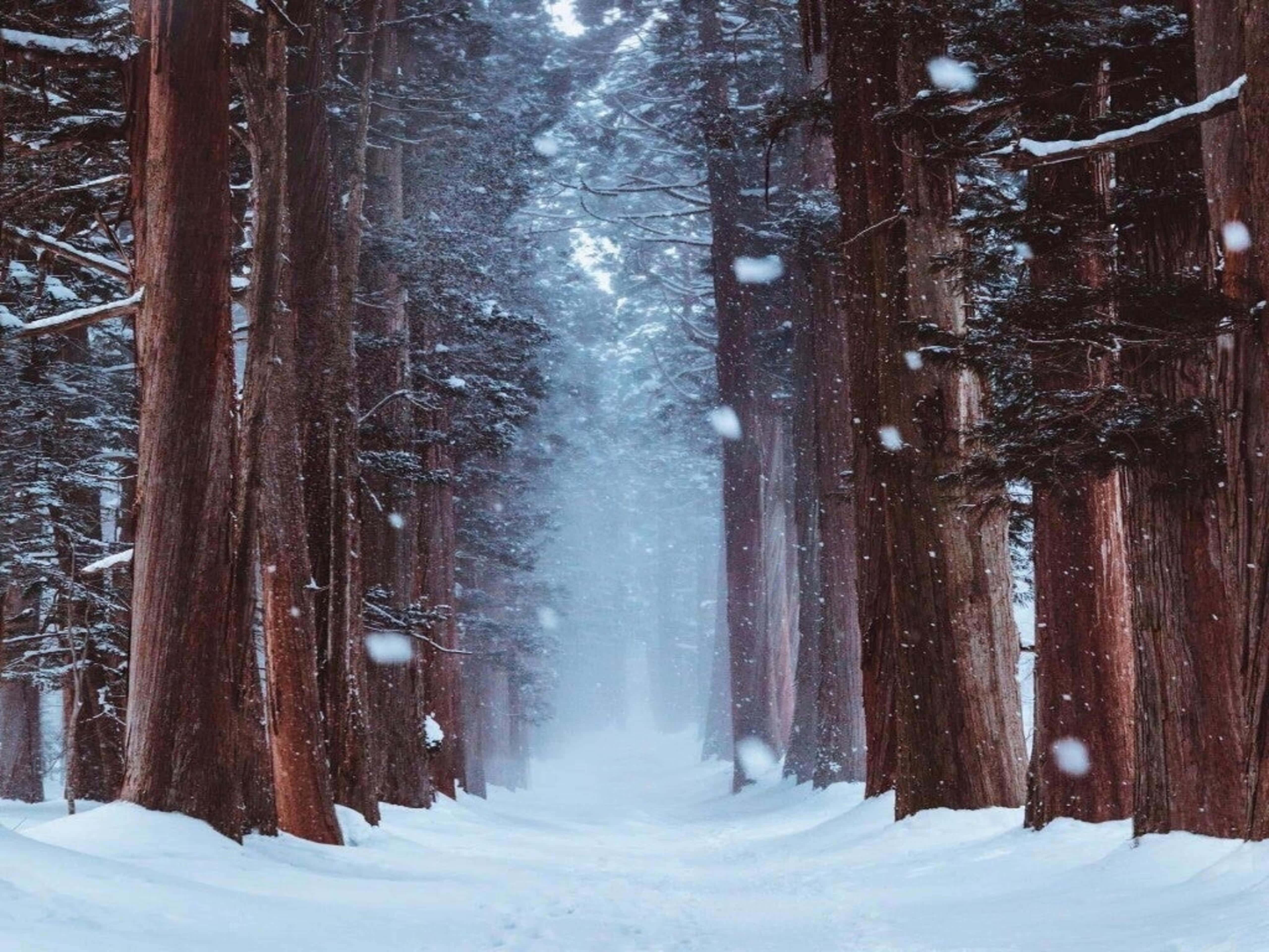 Snowy Forest 桌布 壁紙 — 雪花飄過高聳的紅杉樹，在寧靜的冬季森林小徑上。