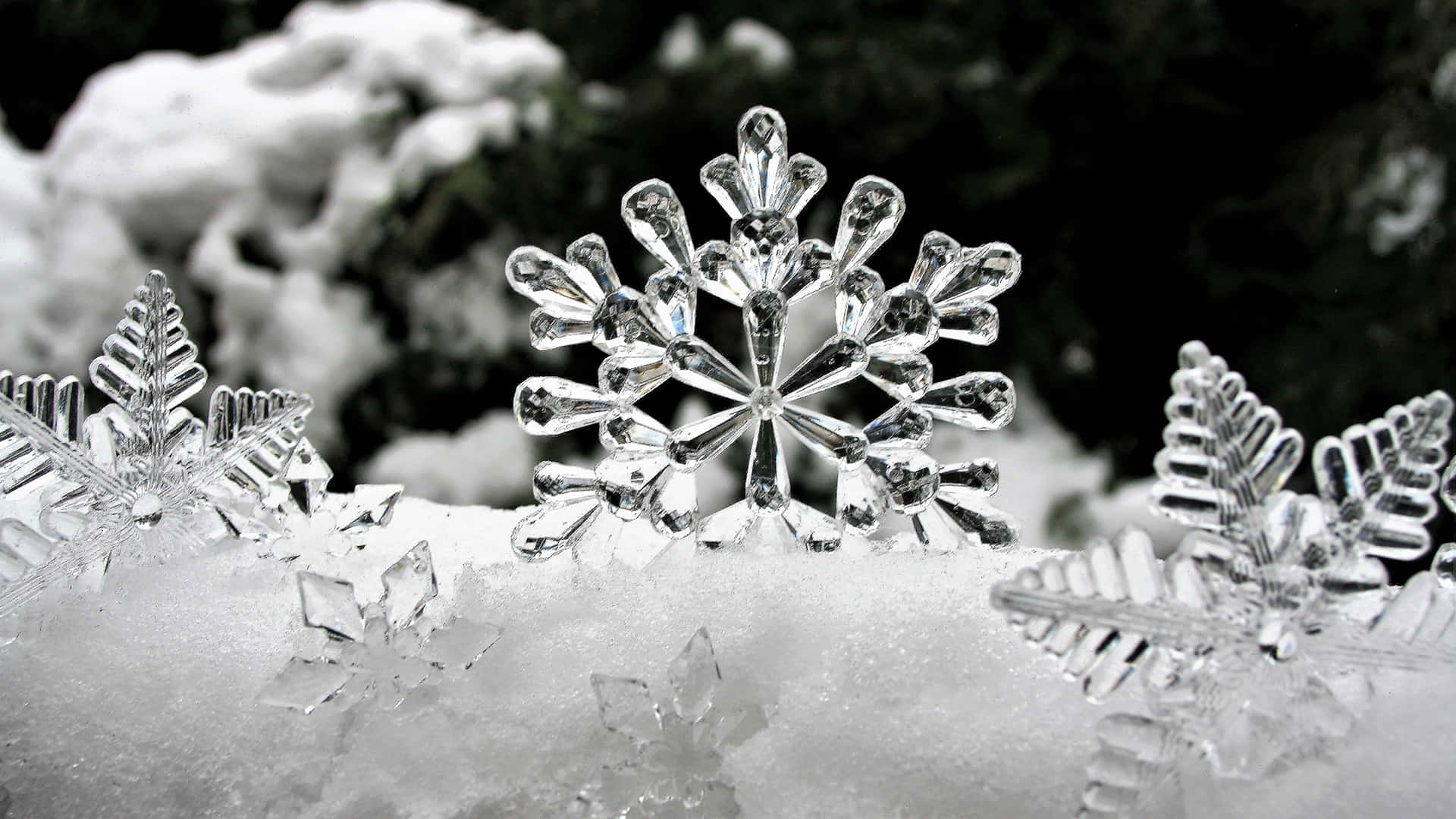雪覆蓋的地面上的雪花 壁紙