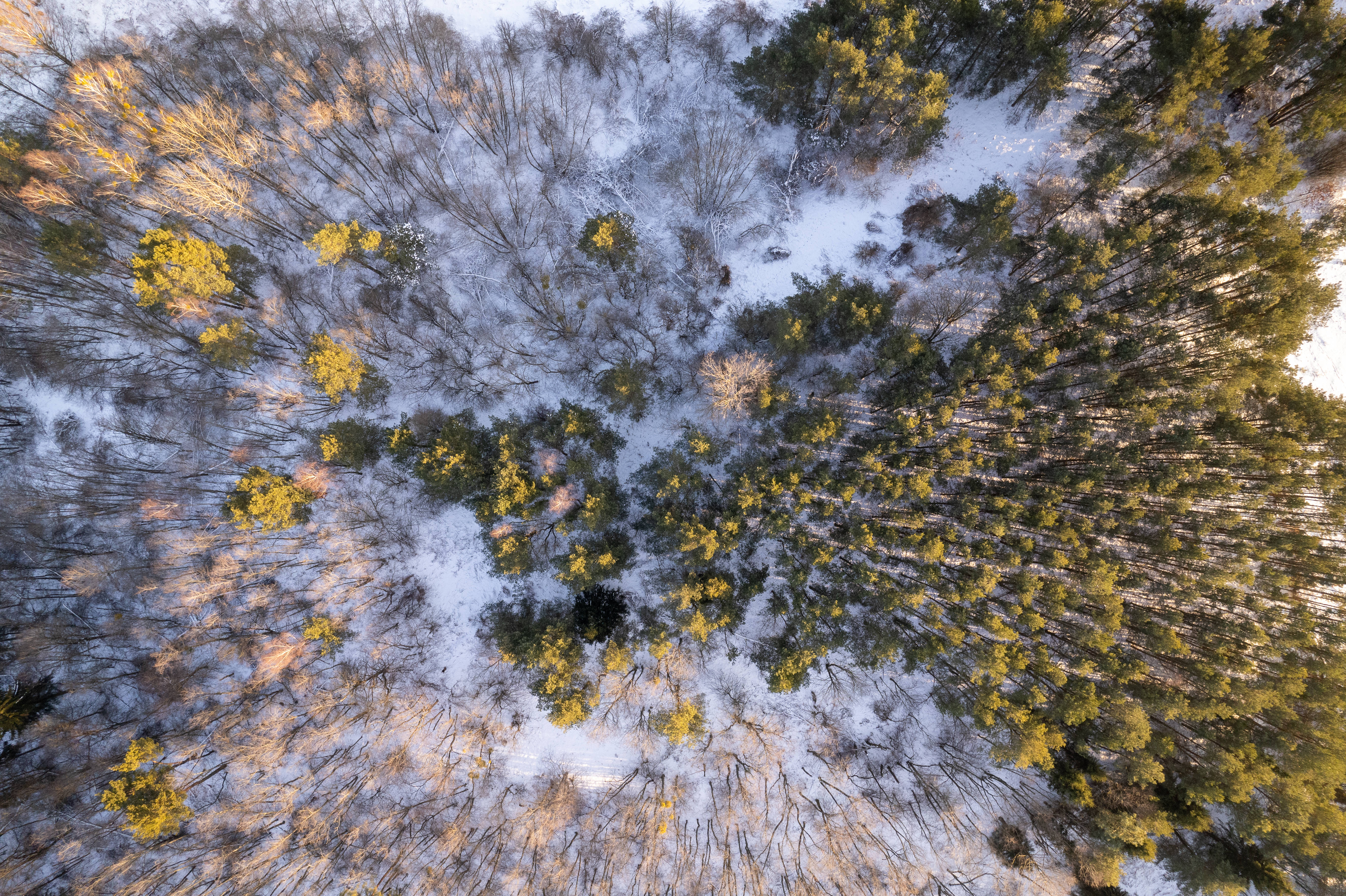 Lithuania 桌布 壁紙 — 雪覆蓋的森林鳥瞰圖，有光禿禿的樹木和常綠樹沐浴在金色的日出光中。