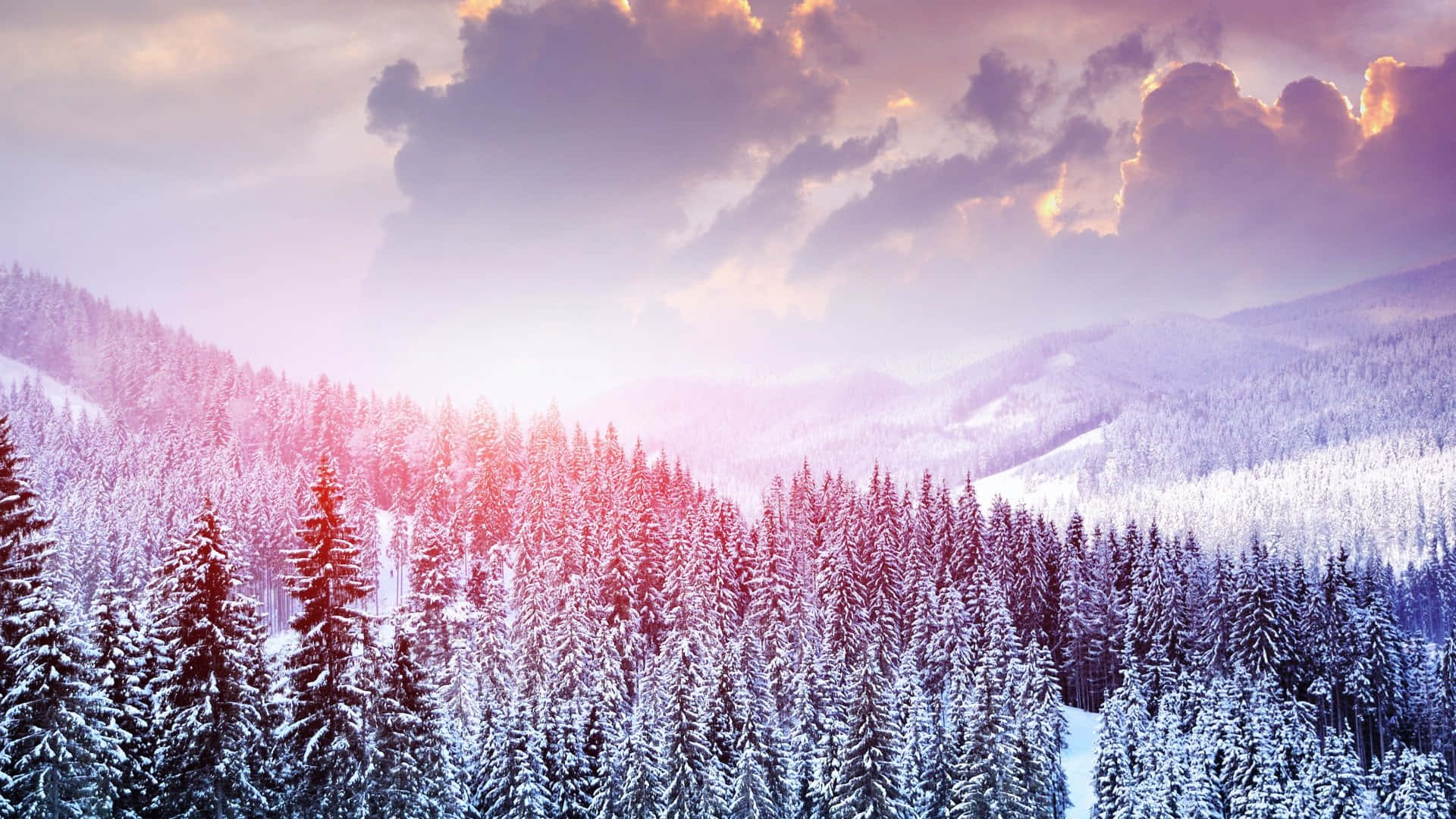 雪景 桌布 壁紙 — 雪覆蓋著山谷中的常綠樹，日出時柔和的粉紅色和紫色光線穿過雲層。