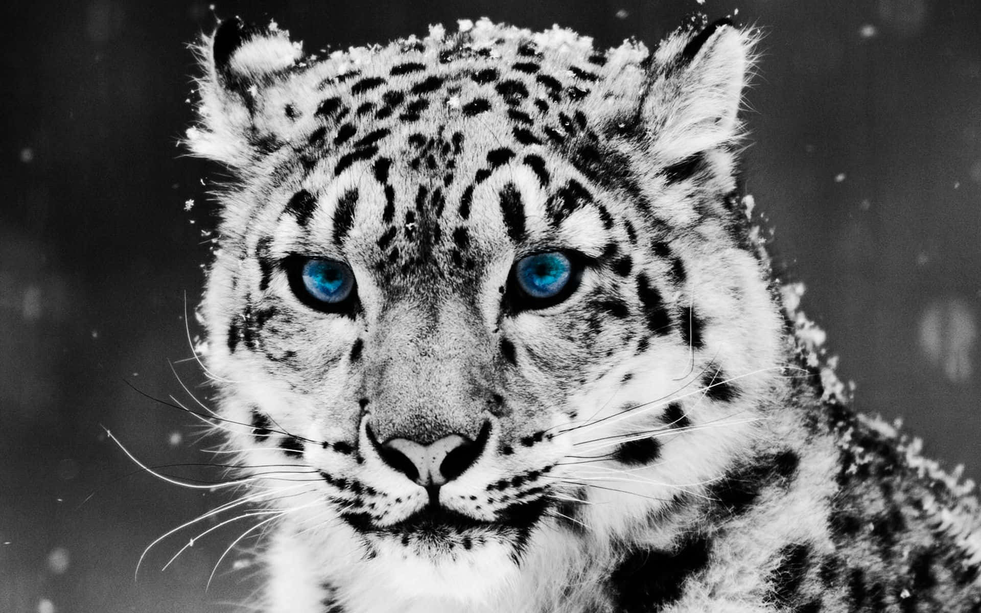 Cute Tiger 桌布 壁紙 — 雪豹在雪地背景下用銳利的藍色眼睛強烈地凝視。