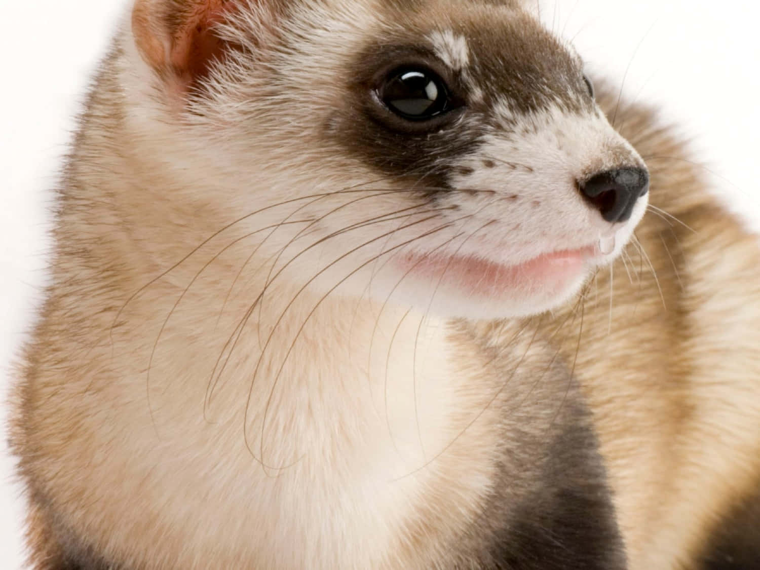 Cute Ferret 桌布 壁紙 — 雪貂臉部特寫，毛髮柔軟，眼睛深邃，背景為白色。