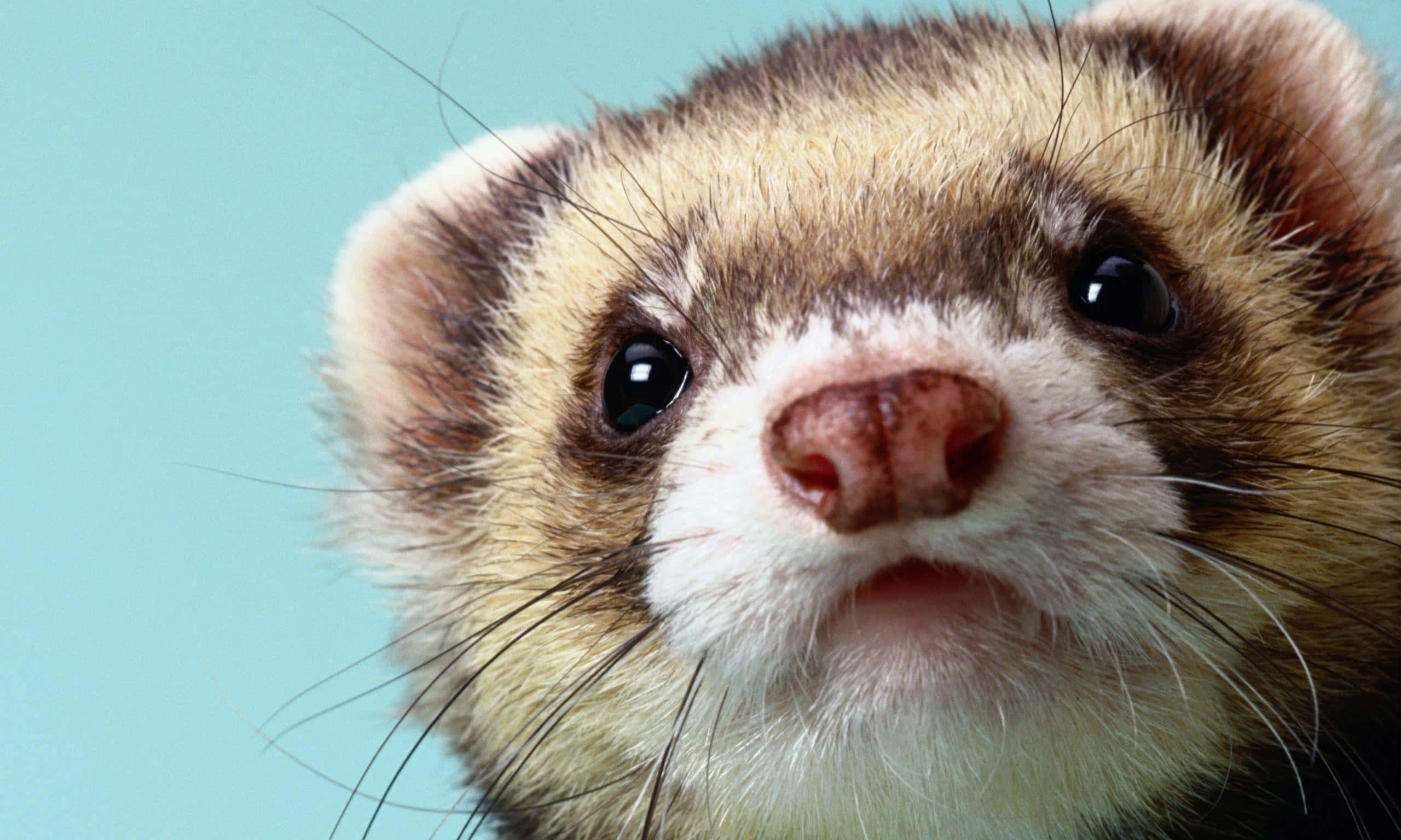 Ferret 桌布 壁紙 — 雪貂臉部特寫，深色眼睛和鬍鬚，背景為純青色。