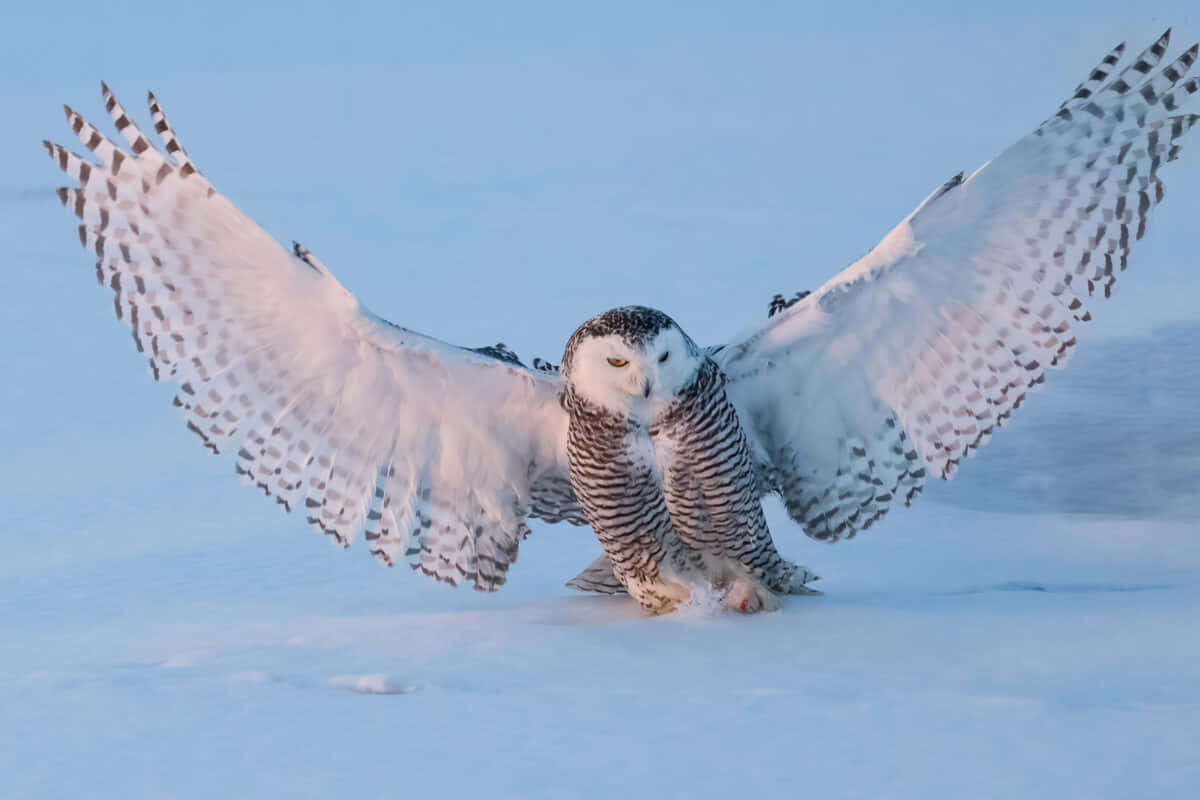 Snowy Owl 桌布 壁紙 — 雪鴞在冰凍平原上展開其寬闊的白色翅膀，沐浴在柔和的藍色暮光中。