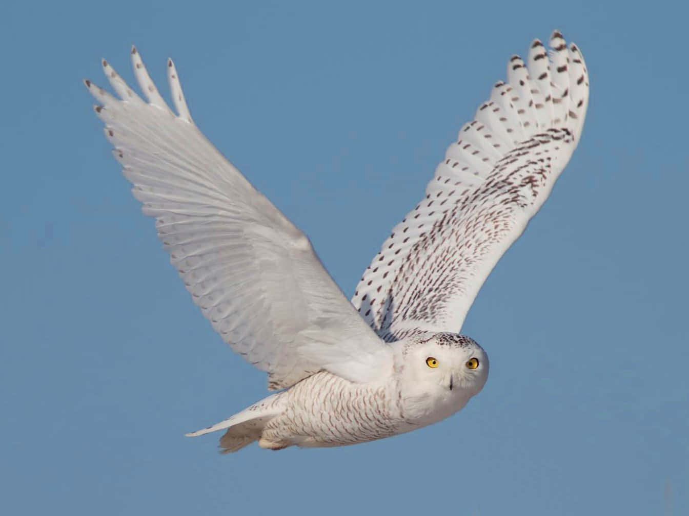 Snowy Owl 桌布 壁紙 — 雪鴞在清澈的藍天下優雅地翱翔，雙翼展開。