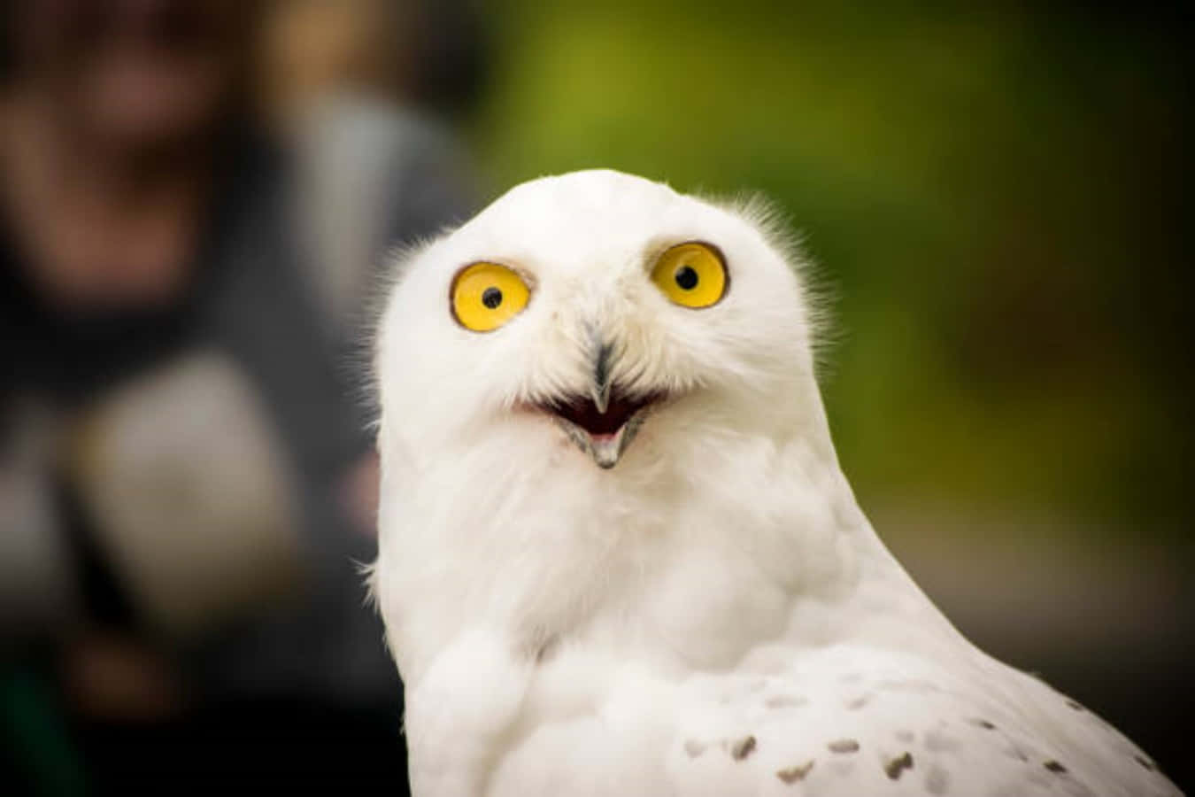 shocked face 桌布 壁紙 — 雪鴞的特寫，擁有明亮的黃色眼睛和微微張開的喙，背景是模糊的綠色。