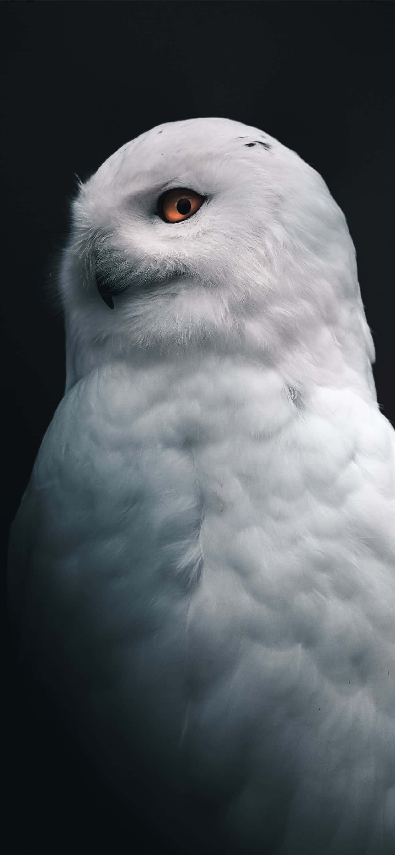 Tumblr White 桌布 壁紙 — 雪鴞的特寫，擁有銳利的橙色眼睛和柔軟的白色羽毛，背景為深色。