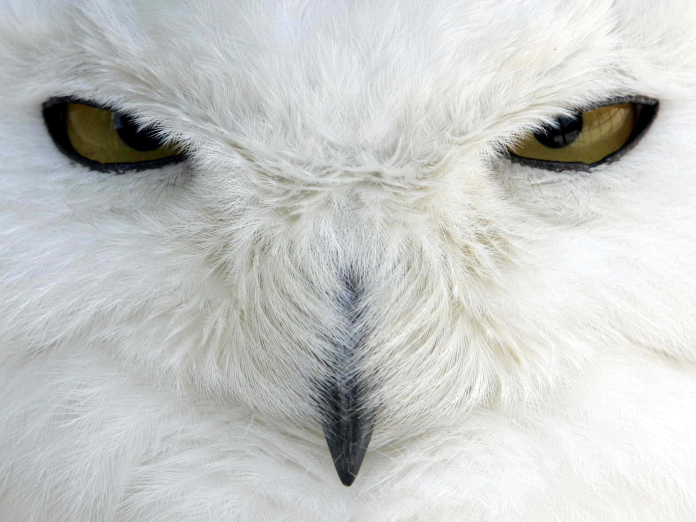 Snowy Owl 桌布 壁紙 — 雪鴞銳利的黃色眼睛和鋒利的黑色鳥喙，在蓬鬆白色羽毛襯托下的強烈特寫。
