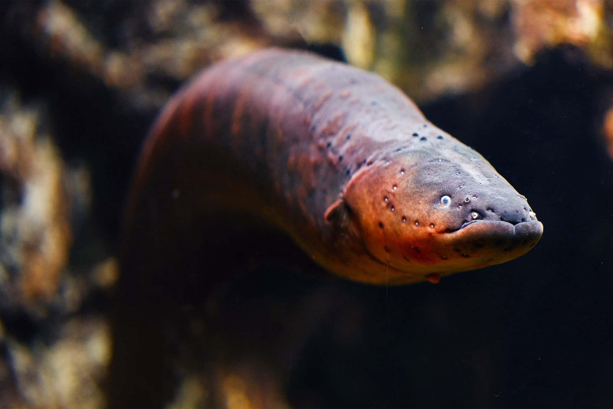 Eel 桌布 壁紙 — 電鰻在渾濁的水中滑行的特寫，背景是模糊的岩石。
