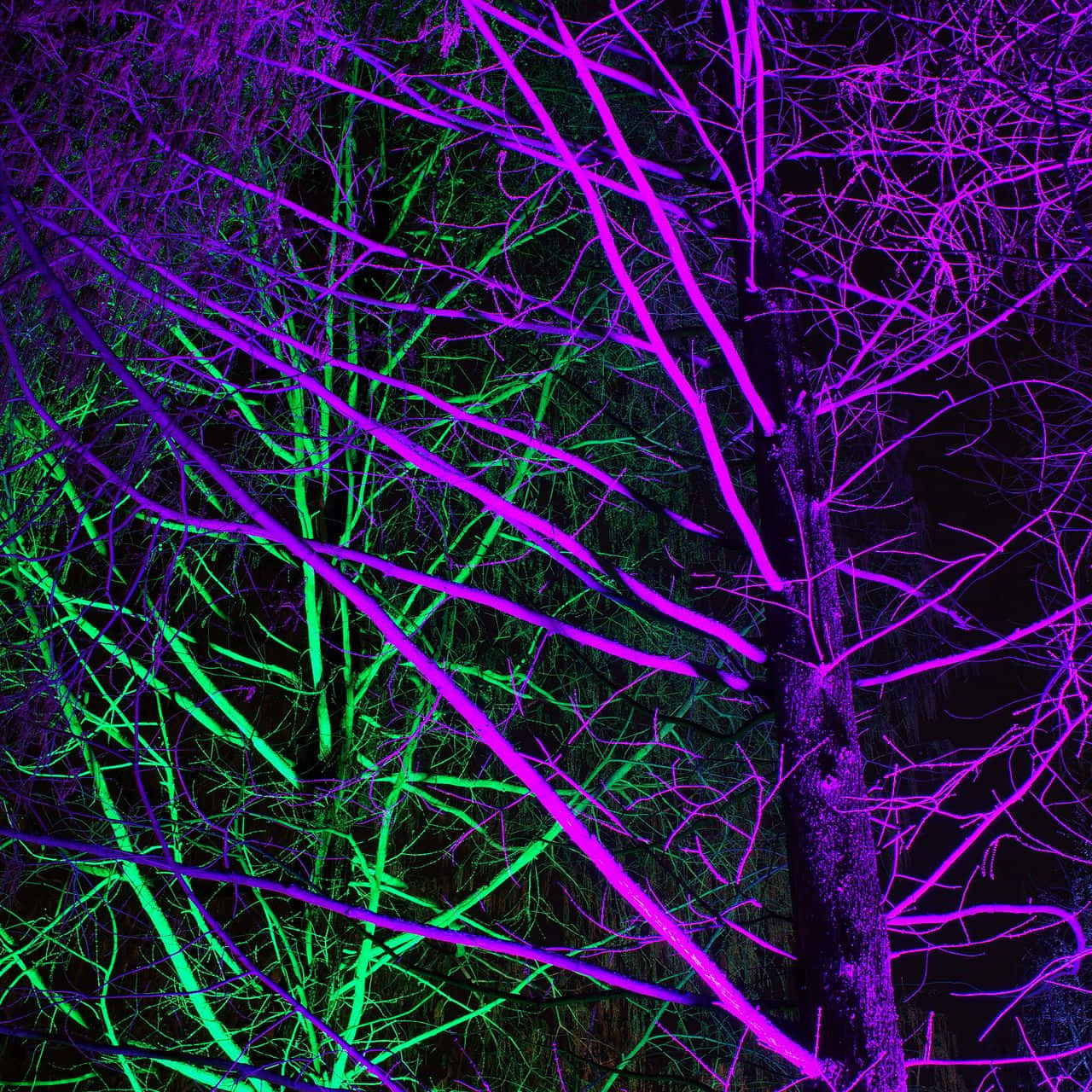 Neon Green And Purple 桌布 壁紙 — 霓虹紫色和綠色的發光樹枝在黑暗的夜空中形成充滿活力的抽象圖案。