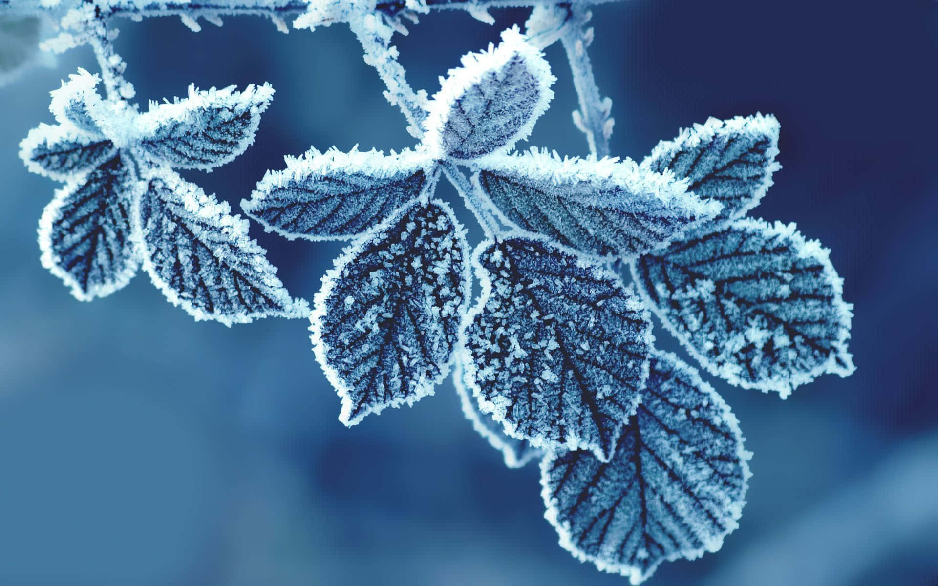 Cold 桌布 壁紙 — 霜凍輕柔地覆蓋葉脈，在清冷的藍色背景下，以銳利的細節捕捉冬日寧靜之美。