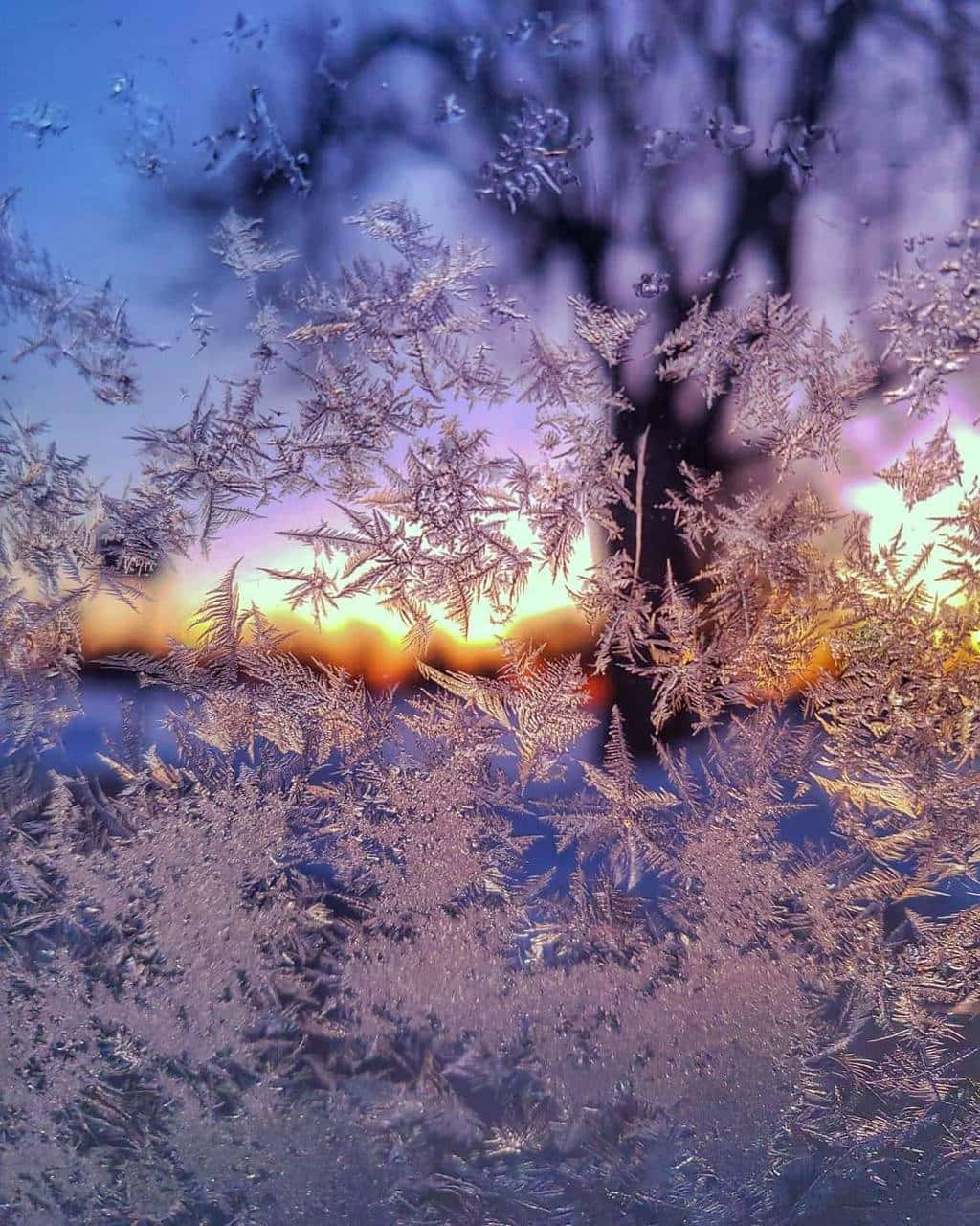 winter solstice 桌布 壁紙 — 霜晶在窗玻璃上綻放，鮮豔的日落描繪著光禿樹影後方的天空。