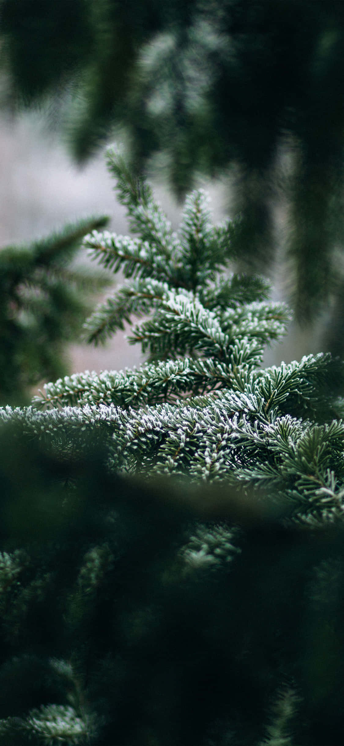 Trees iPhone 桌布 壁紙 — 霜覆蓋的常綠松針特寫，帶有冷色調的柔和散景背景。