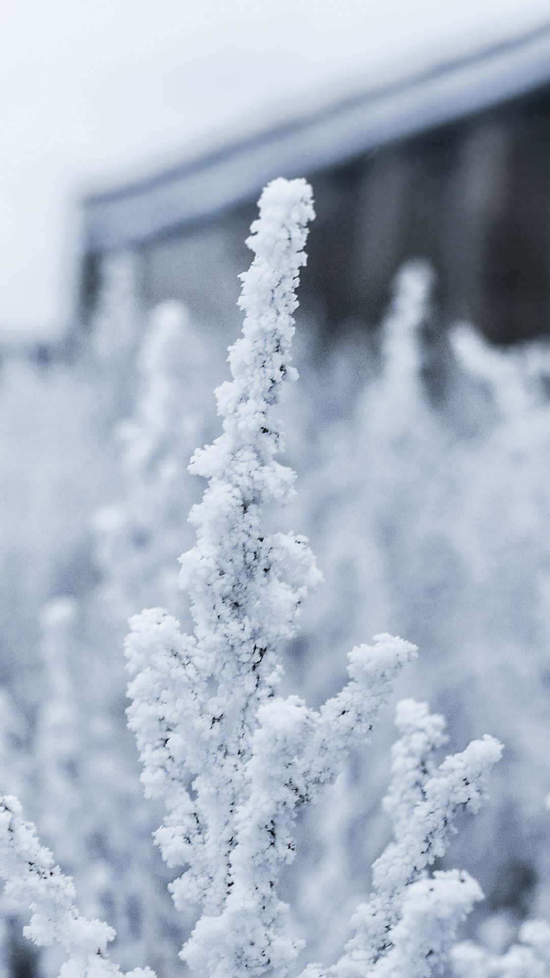 Snow Falling 桌布 壁紙 — 霜覆蓋的植物莖部特寫，在柔和冬日陽光下閃爍，背景有模糊的建築物。