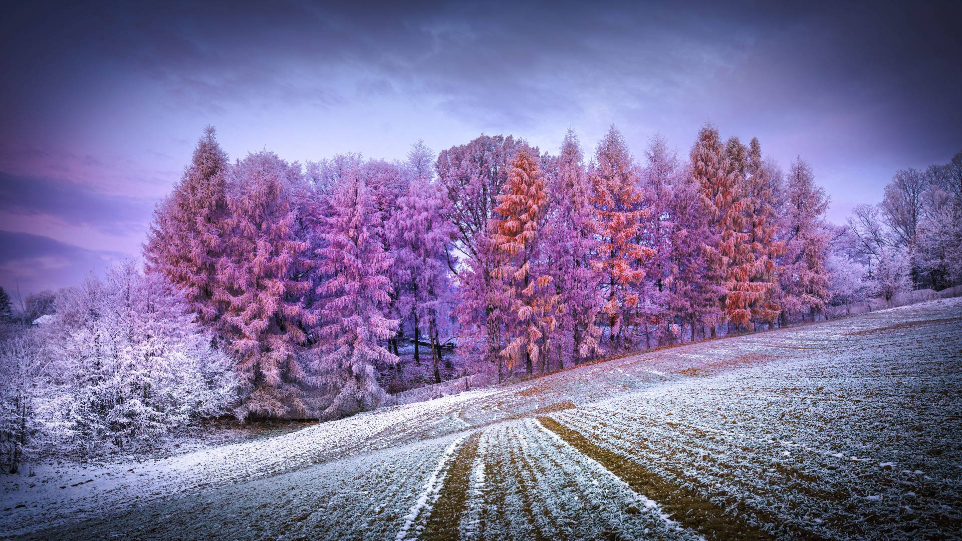 冬季美學 桌布 壁紙 — 霜覆蓋的樹木在雪地上空的暮色天空中散發出超現實的粉紅色和紫色色調。