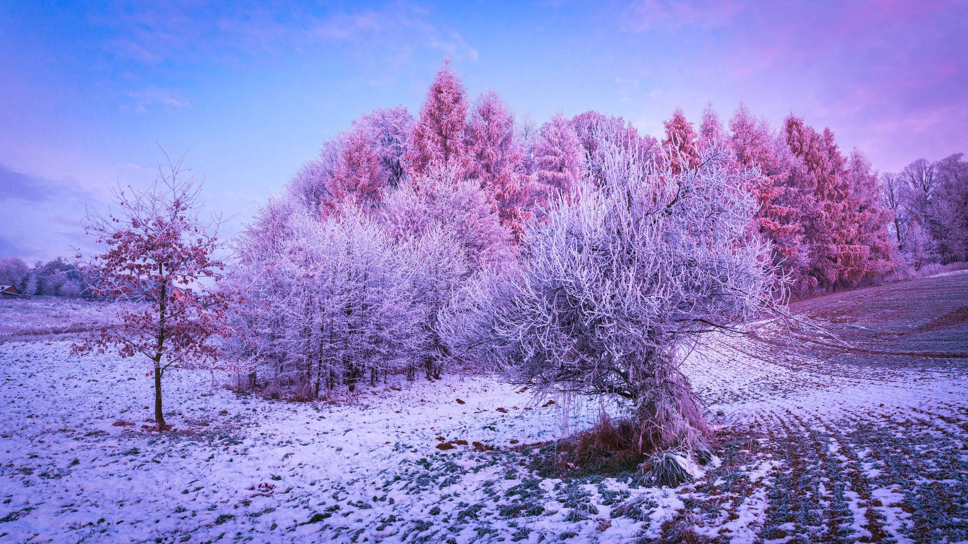 冬季美學 桌布 壁紙 — 霜覆蓋的樹木在雪地黃昏天空下閃耀著粉紅色和紫色。