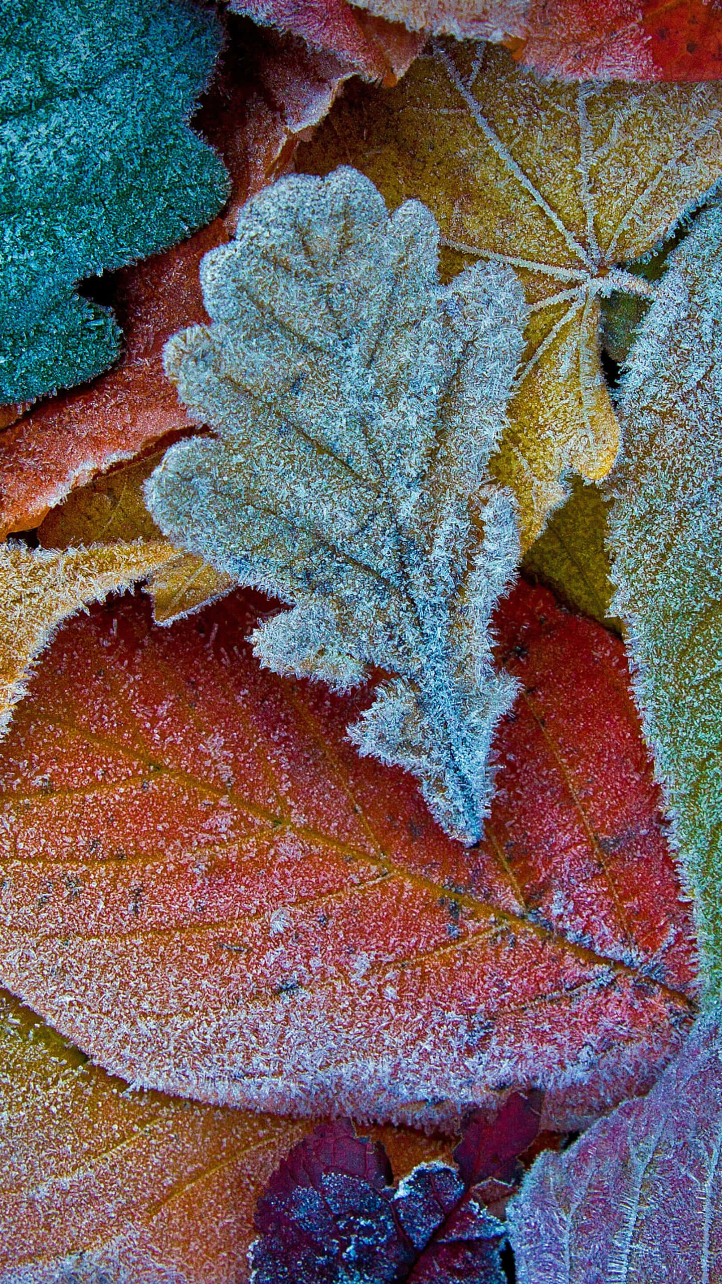 Autumn Foliage 桌布 壁紙 — 霜覆蓋的秋葉特寫，呈現鮮豔的紅色、橙色、黃色和藍綠色調。