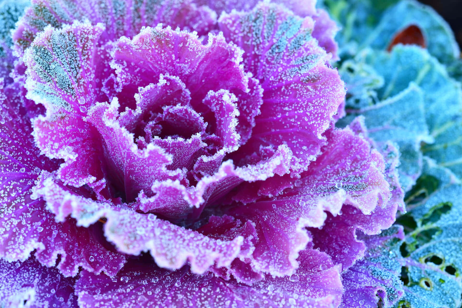 Purple Kale 桌布 壁紙 — 霜覆蓋的紫色羽衣甘藍葉特寫，精緻的冰晶在其皺褶邊緣閃爍。
