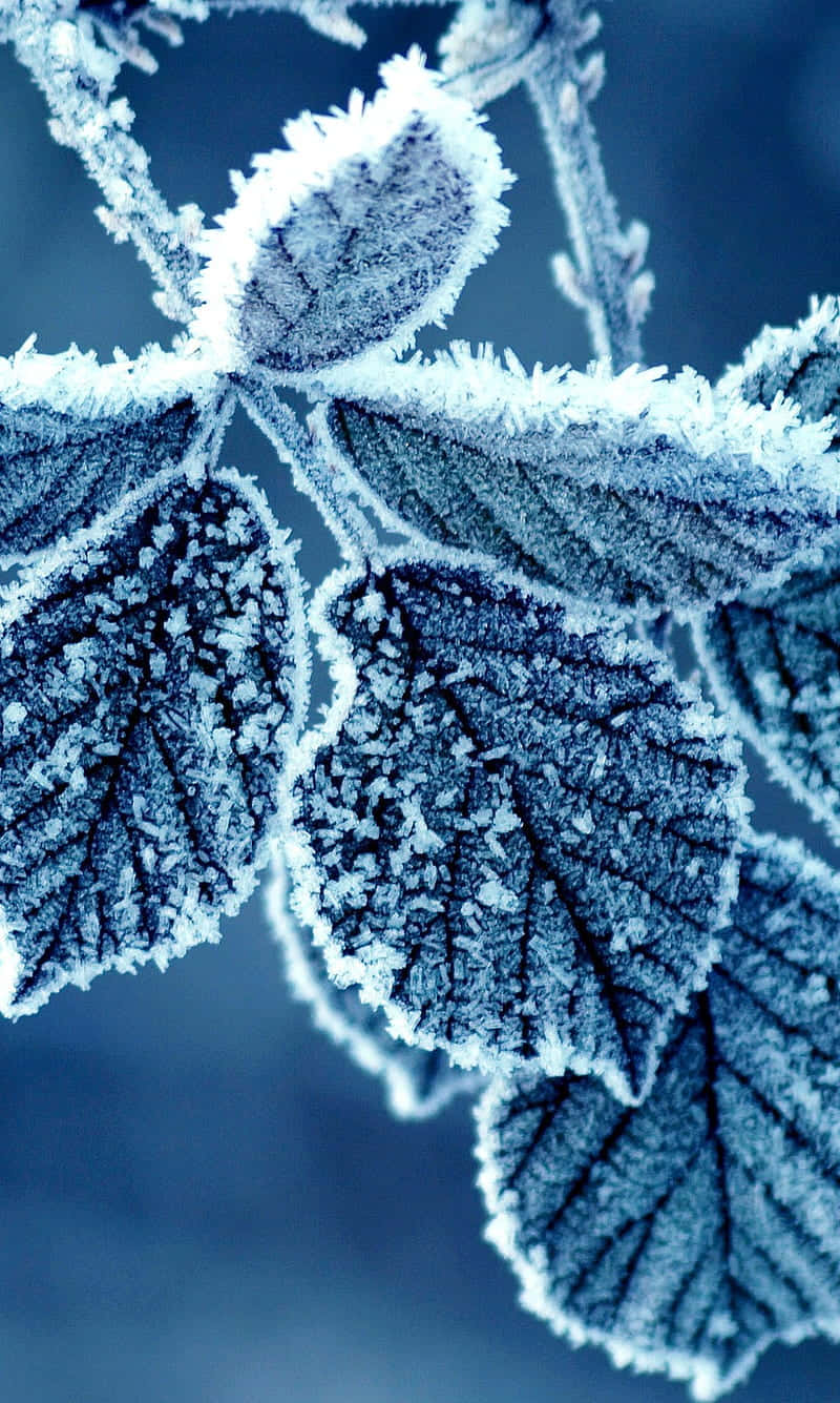 Frost 桌布 壁紙 — 霜覆蓋的葉子特寫，精緻的冰晶在冷藍色背景下閃耀。