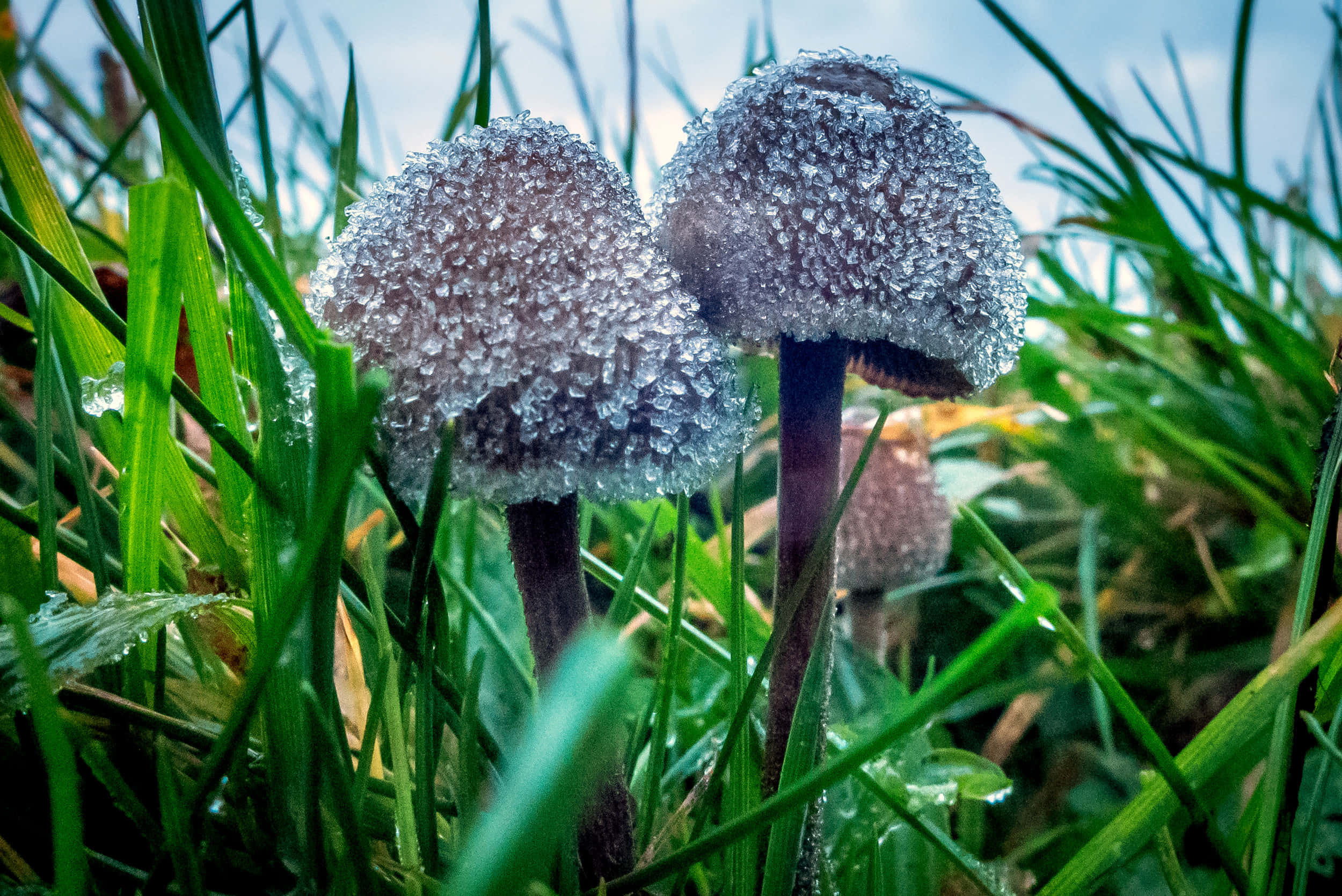Magic Mushroom 桌布 壁紙 — 霜覆蓋的蘑菇依偎在鮮綠色的草地上，襯著柔和的藍天。