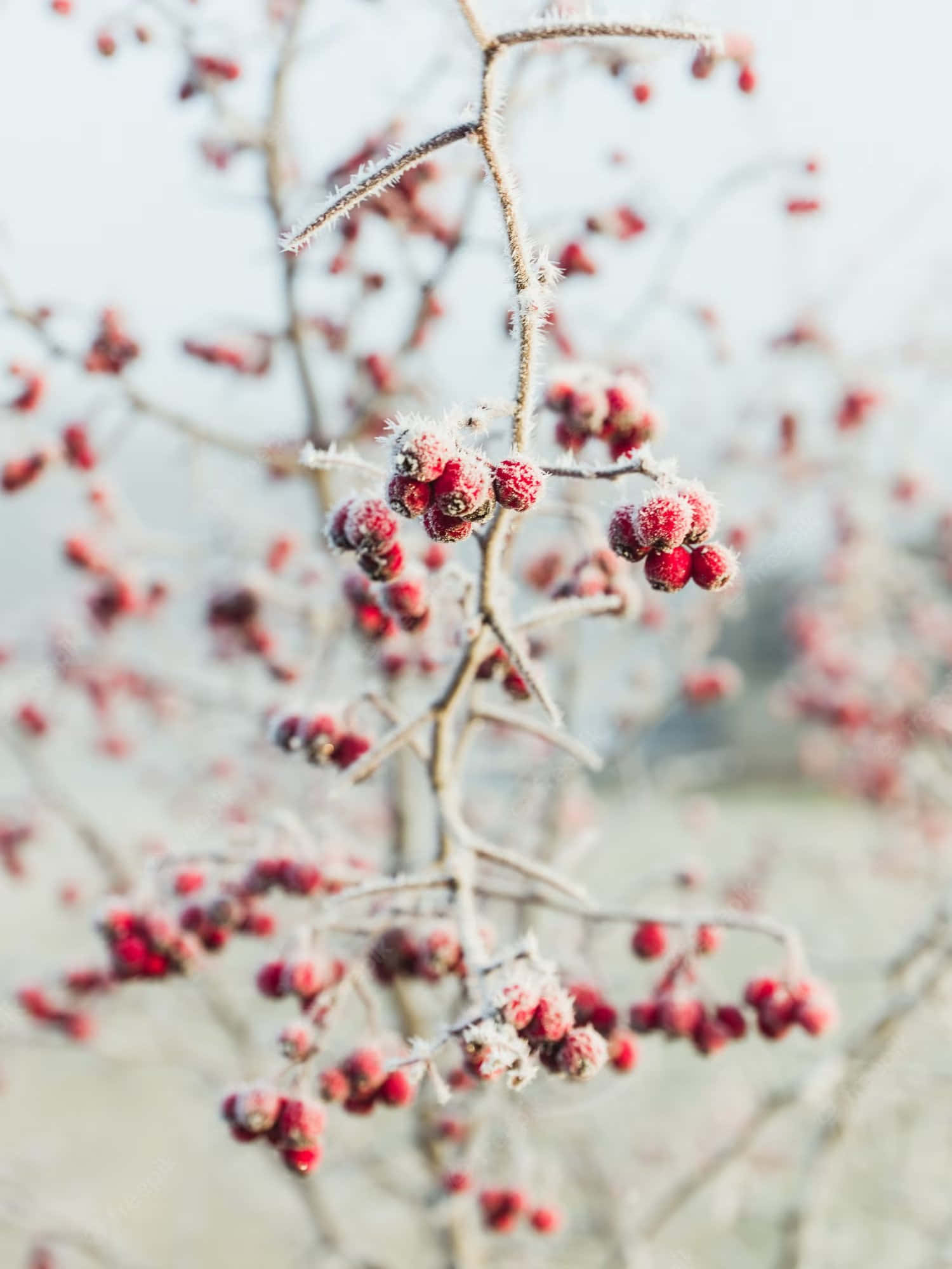 Pink Peppercorn 桌布 壁紙 — 霜輕輕地覆蓋著鮮紅色的漿果，依附在光禿禿的冬季樹枝上，背景柔和模糊。