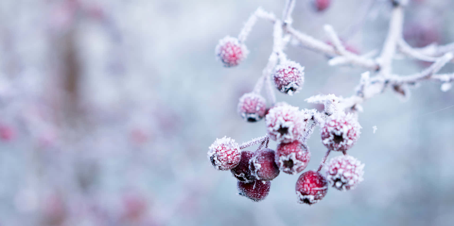 Winter 桌布 壁紙 — 霜輕輕覆蓋在光禿禿的冬季樹枝上掛著的鮮紅色漿果，背景柔和模糊。