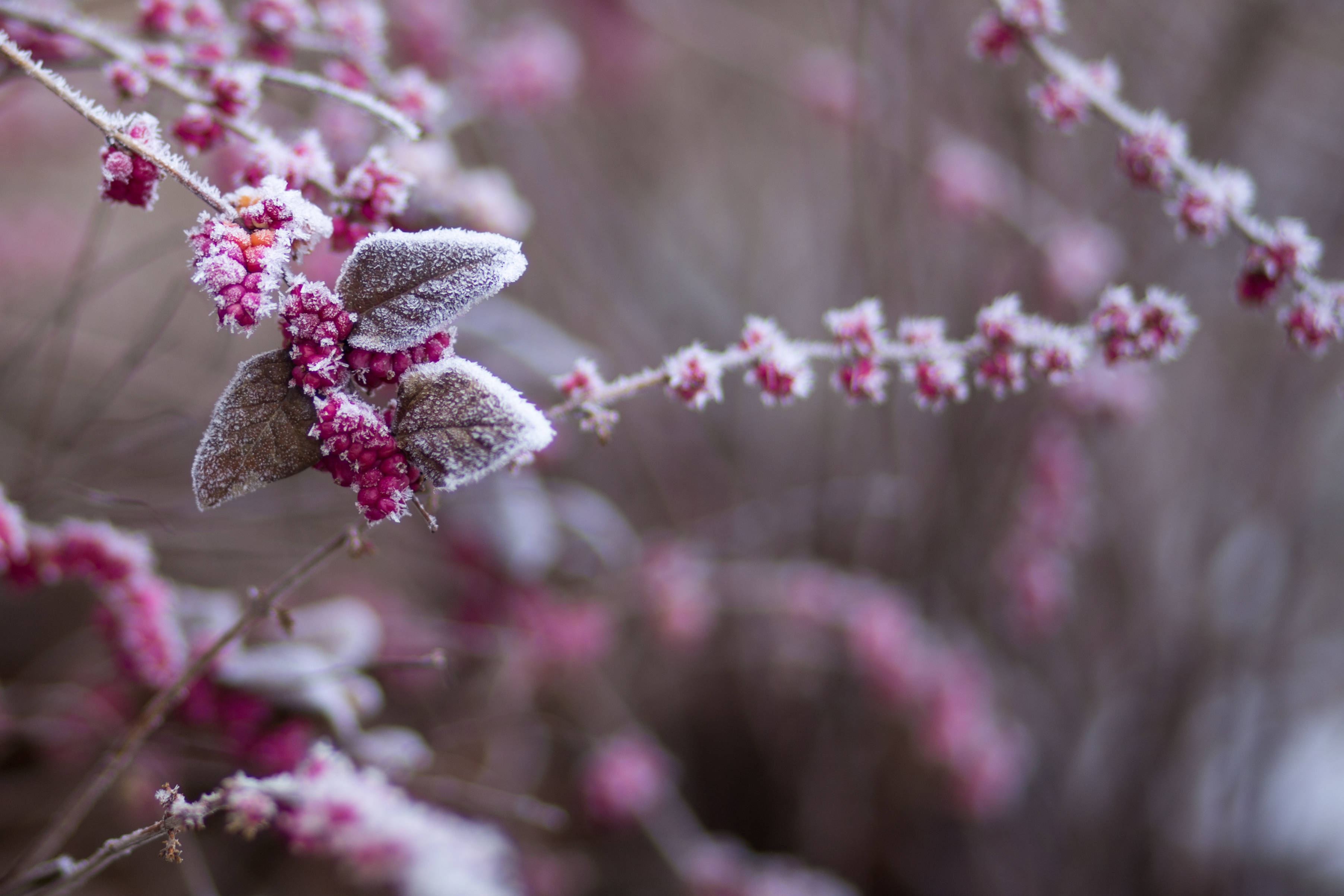 Winter 桌布 壁紙 — 霜輕輕覆蓋在纖細樹枝上鮮豔的粉紅色漿果和柔和的葉子，背景是柔和模糊的冬日景色。