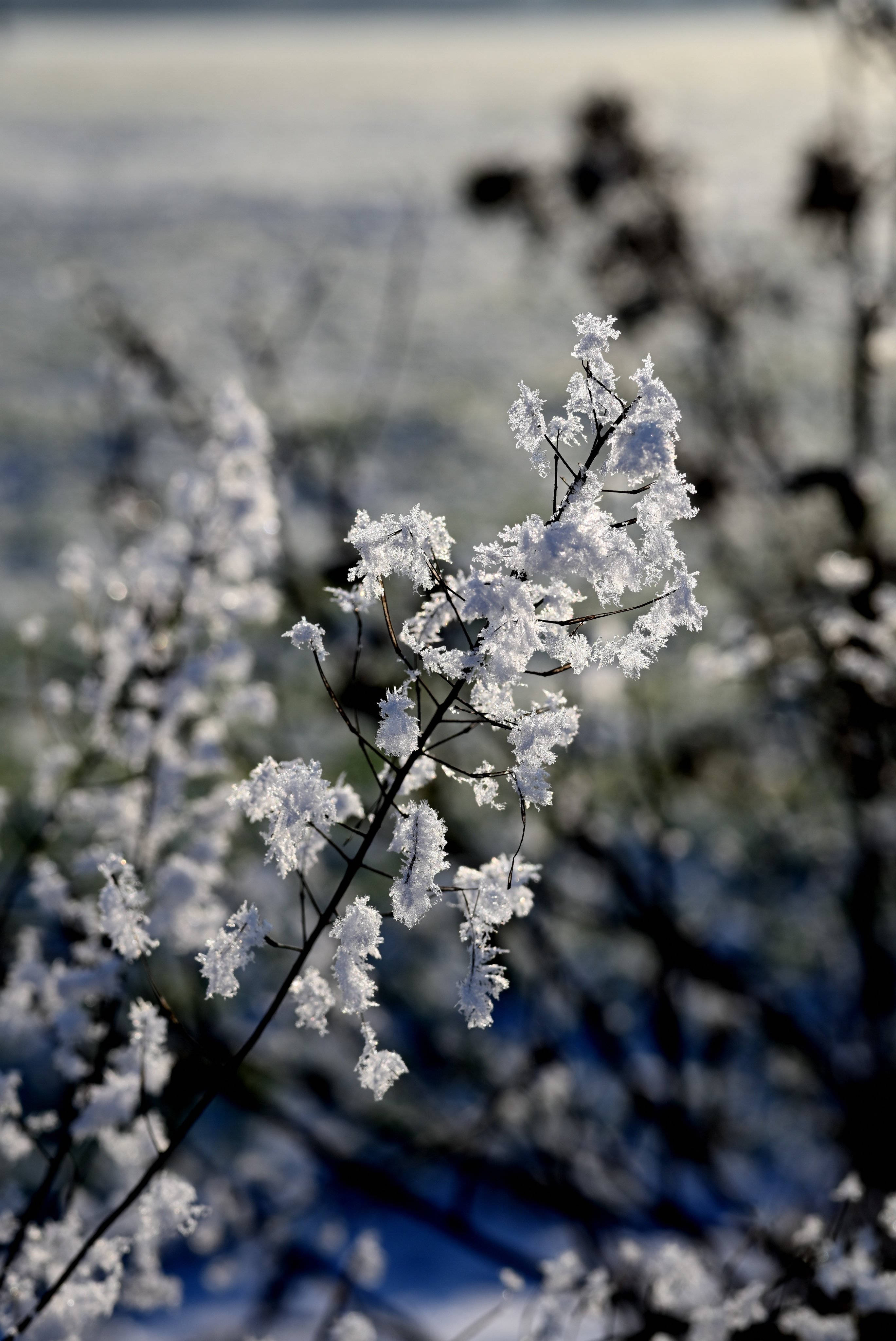 Flowers Aesthetic 桌布 壁紙 — 霜輕輕覆蓋在纖細的樹枝上，背景是模糊的藍色冬日景色。