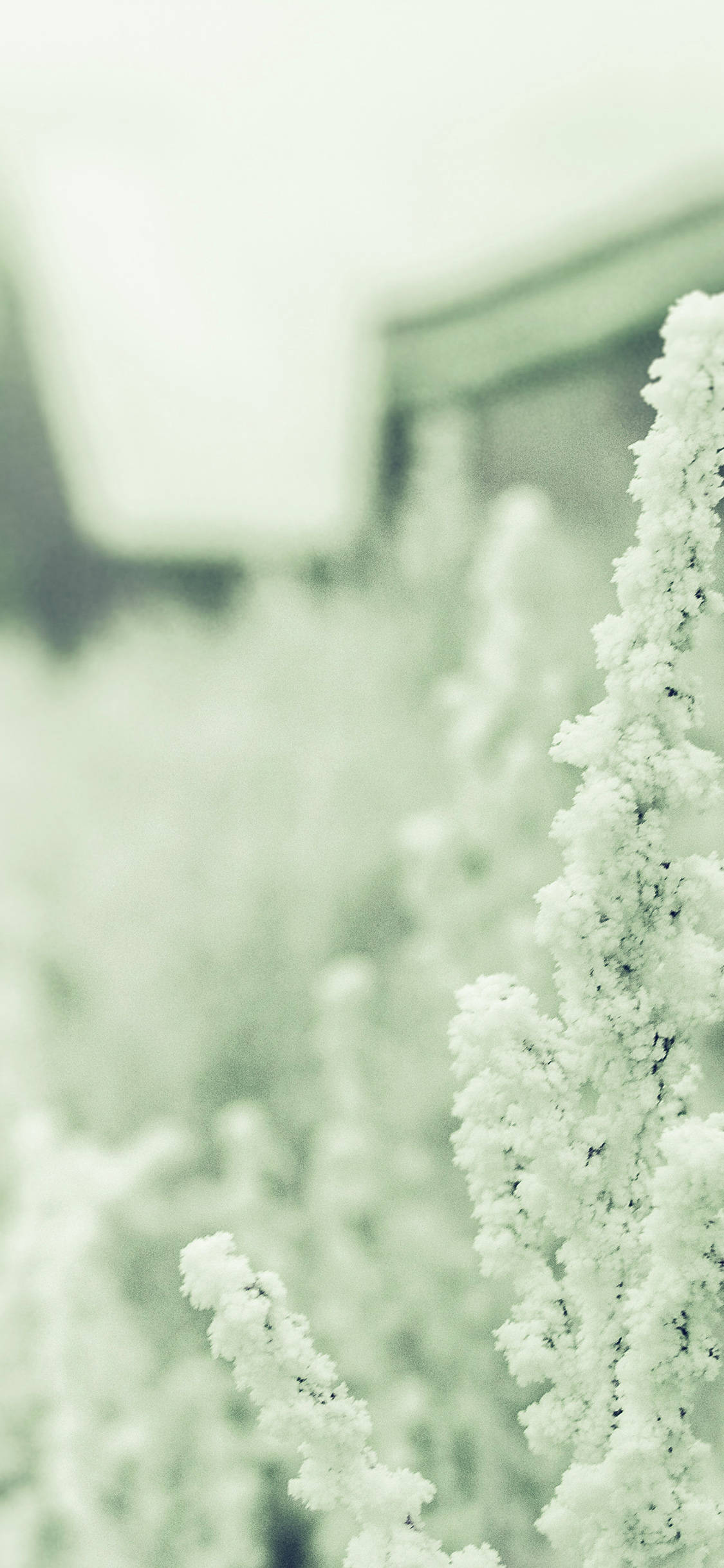 Plant Aesthetic 桌布 壁紙 — 霜輕輕覆蓋著高高的草，形成柔和的綠色單色模糊，遠處的建築物失焦。