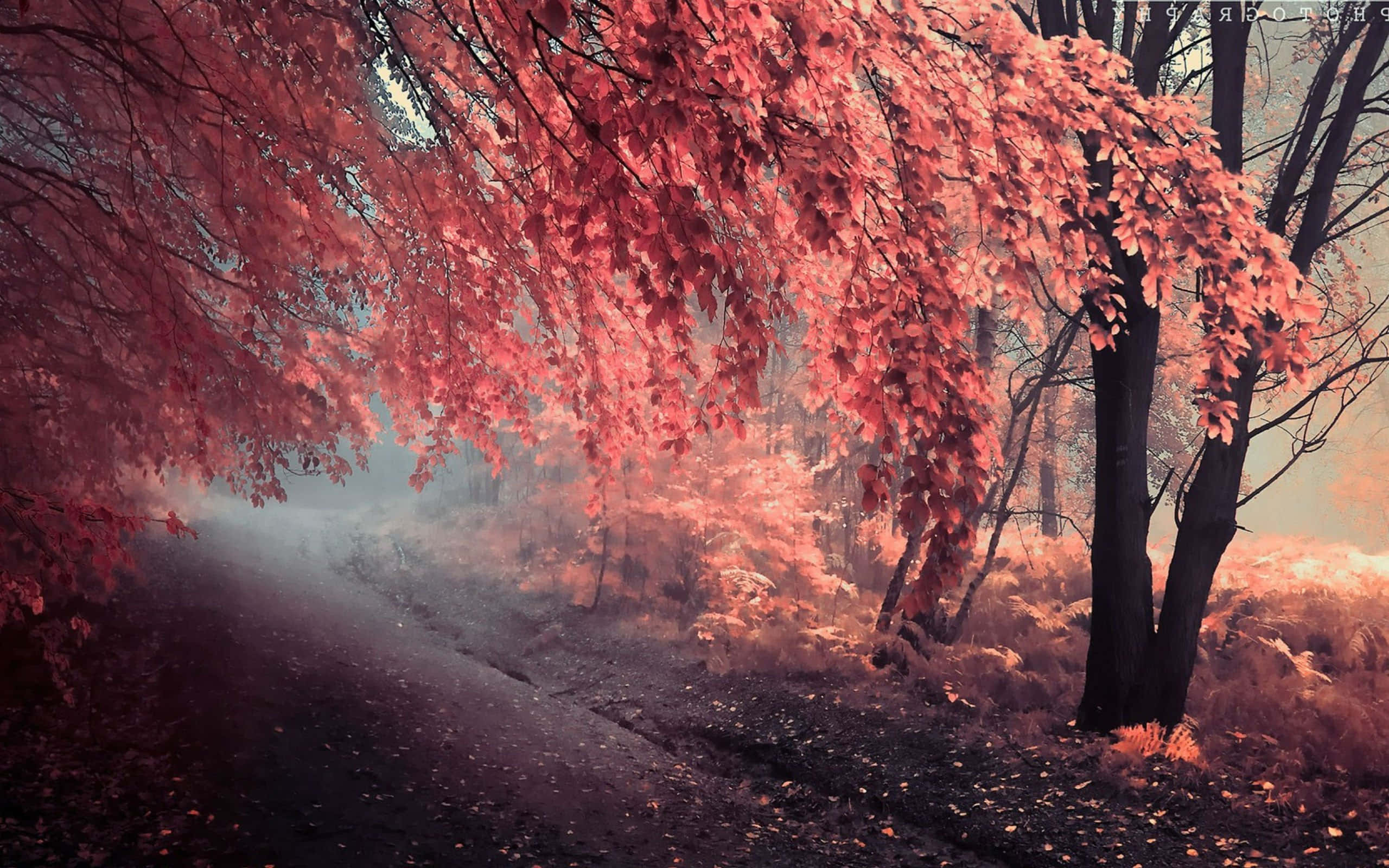 霧中一棵紅樹 壁紙