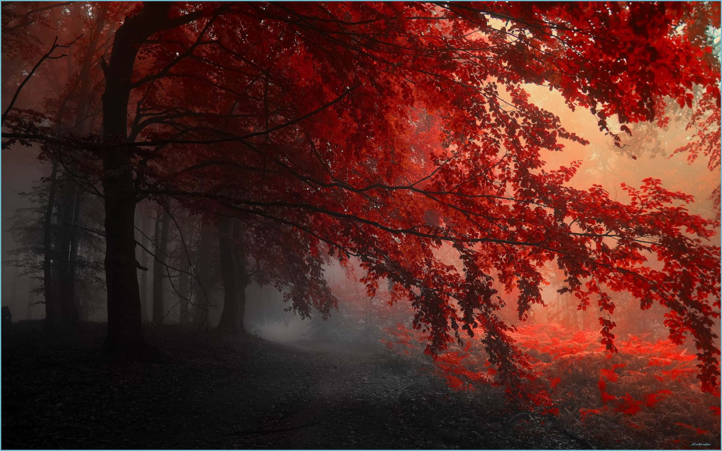 霧中紅樹 壁紙
