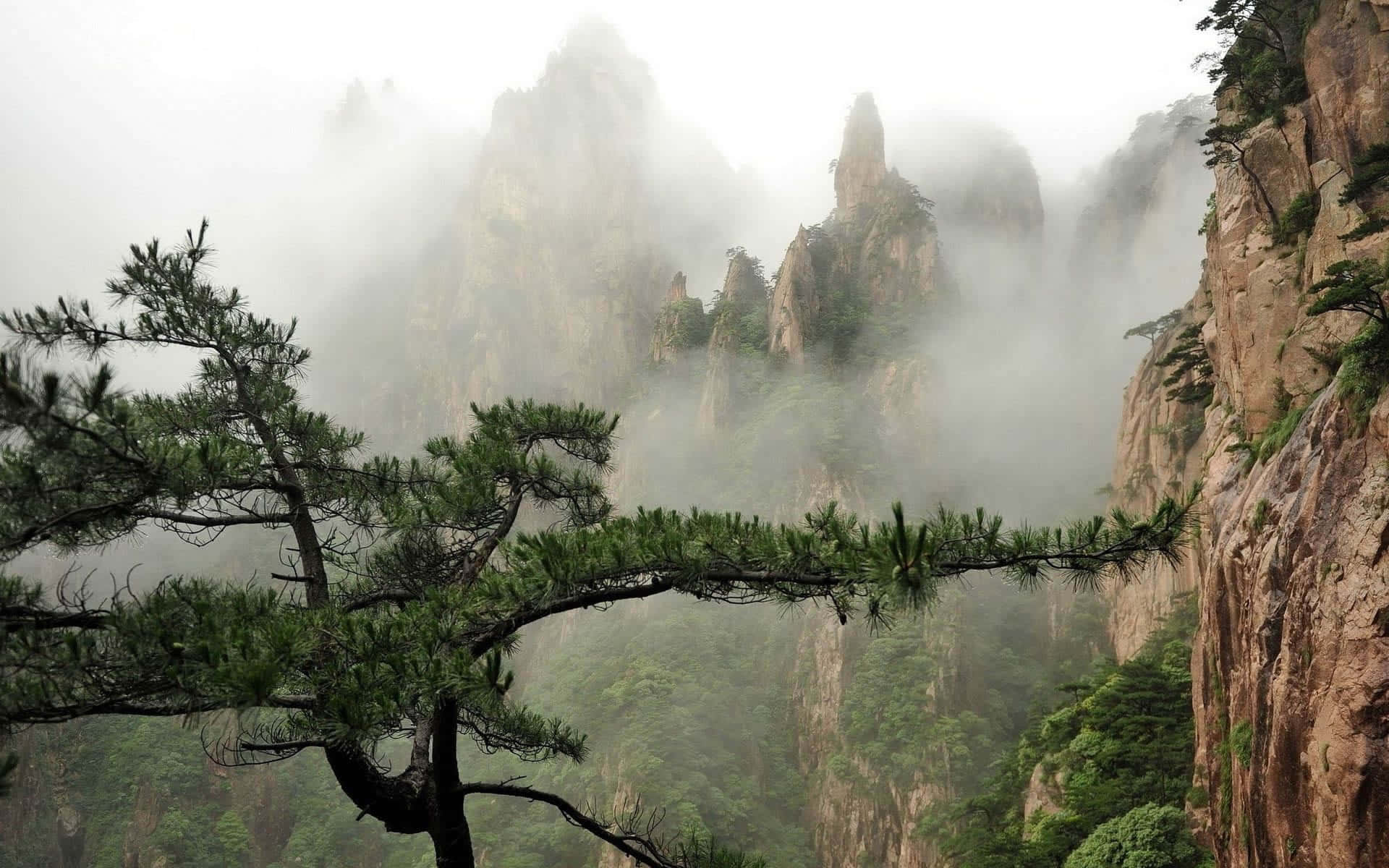 Aesthetic Nature 桌布 壁紙 — 霧氣中升起迷霧籠罩的山峰，前景有一棵堅韌的松樹。