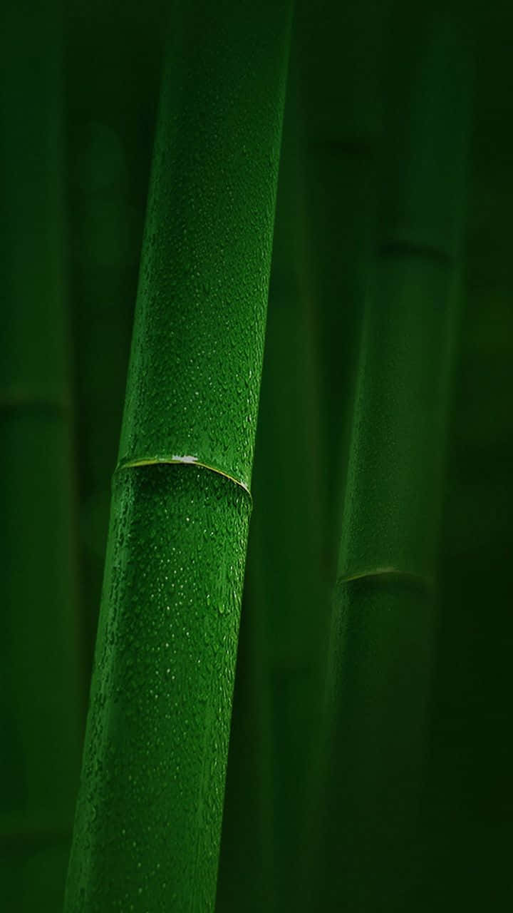 Green Bamboo 桌布 壁紙 — 霧氣森林中，充滿活力的綠色竹莖閃爍著露珠的特寫。