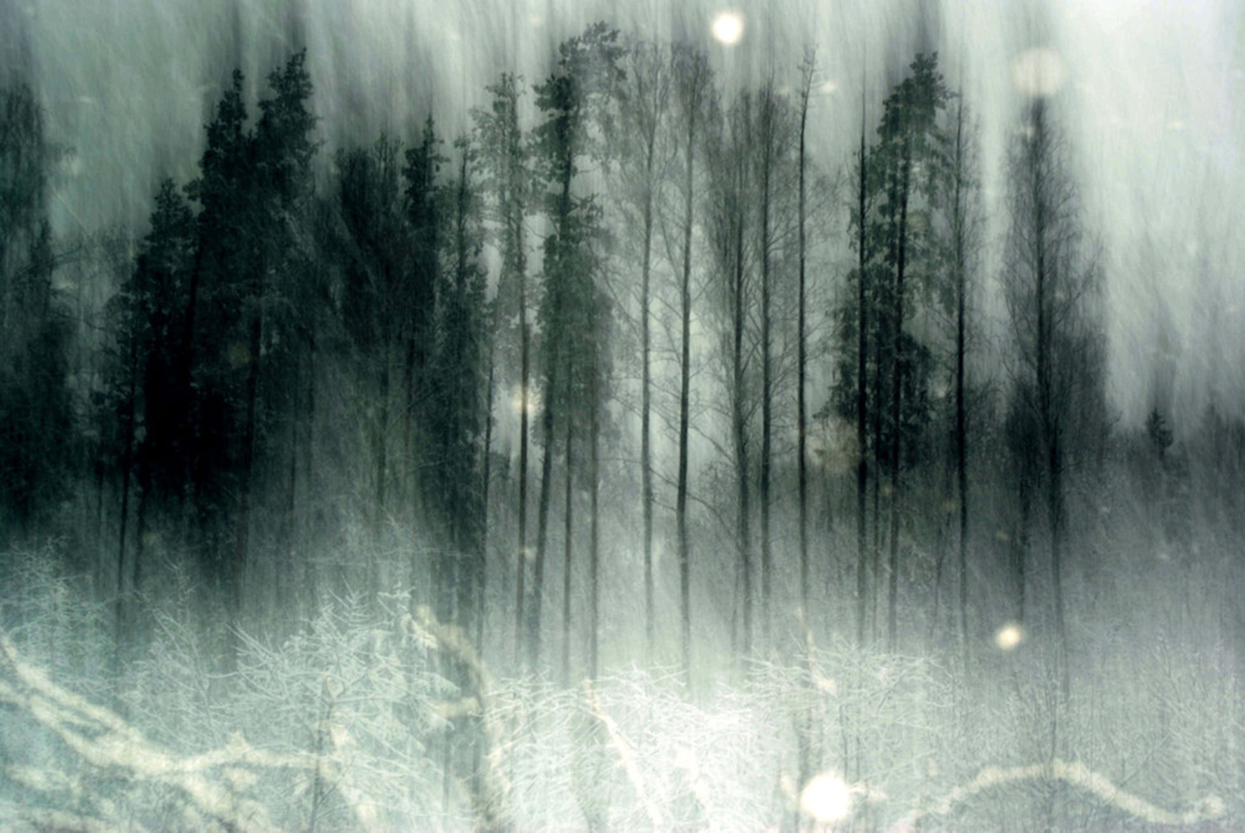 Haunted Forests 桌布 壁紙 — 霧氣瀰漫的冬季森林，高大的深色樹木和柔和灰白色調中的發光球體。