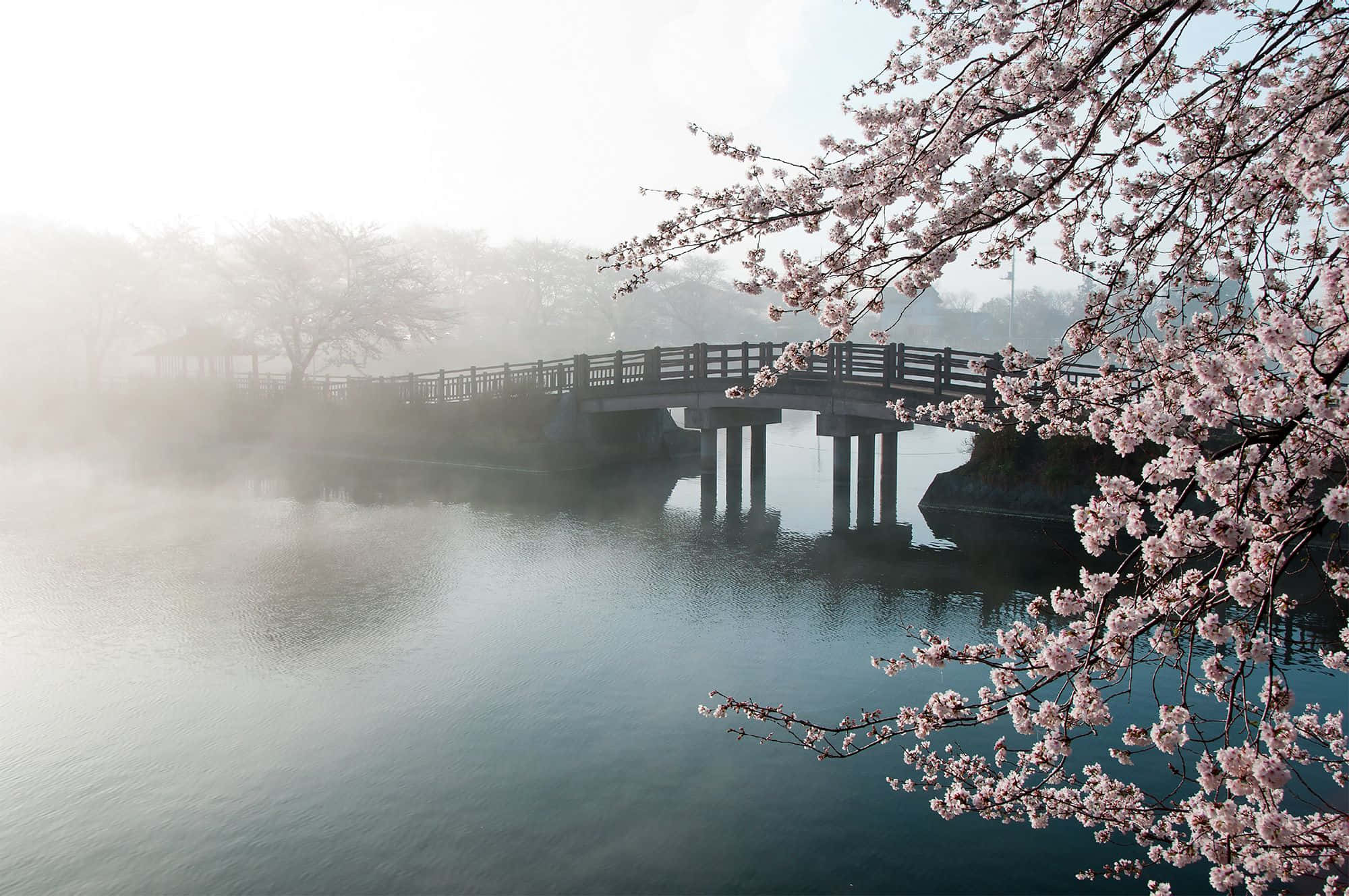 風景 桌布 壁紙 — 霧氣瀰漫的早晨，平靜的湖面上有一座木橋，粉紅色的櫻花框住了整個場景。