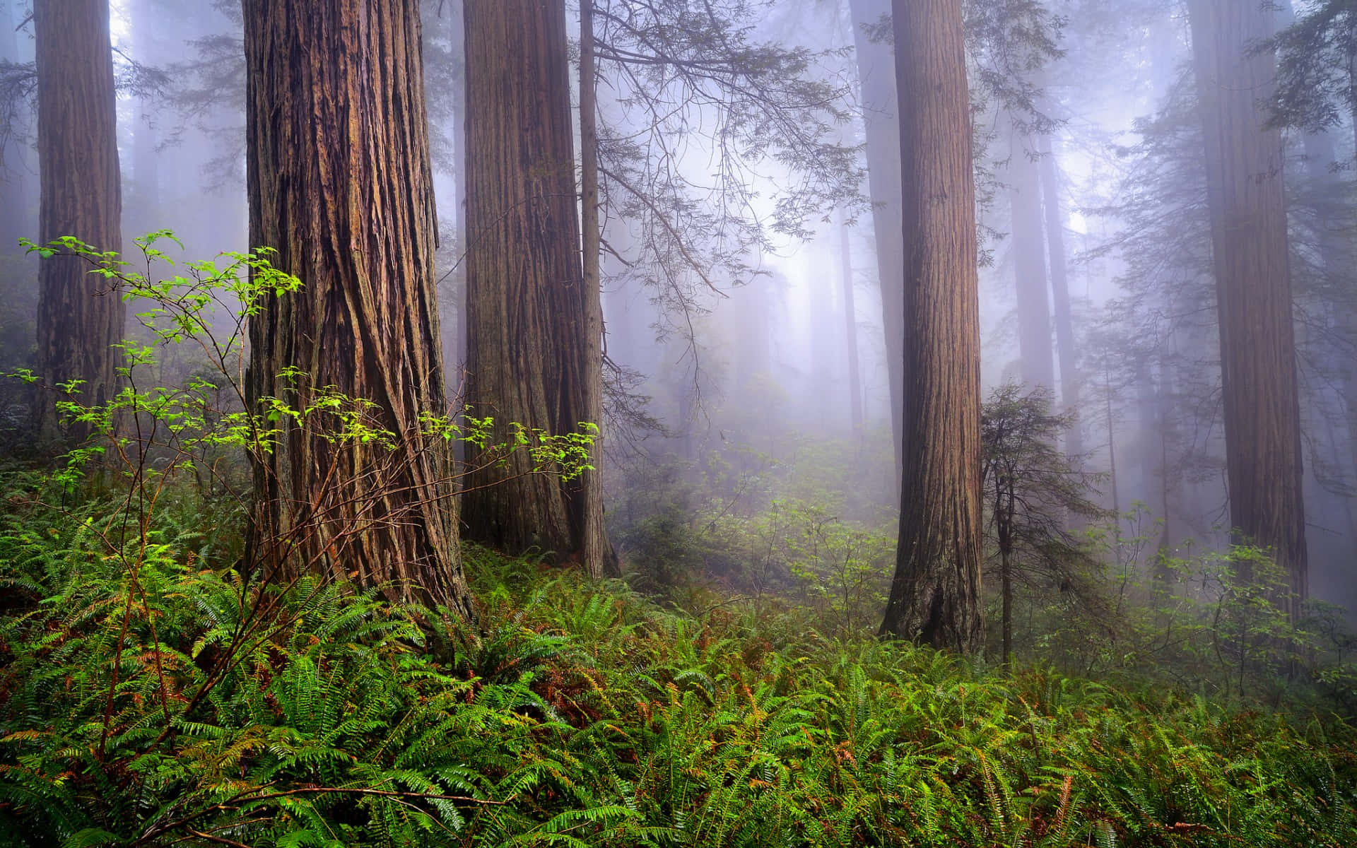 National Parks 桌布 壁紙 — 霧氣瀰漫的早晨，高聳的紅杉林中，茂密的綠色蕨類植物覆蓋著森林地面。