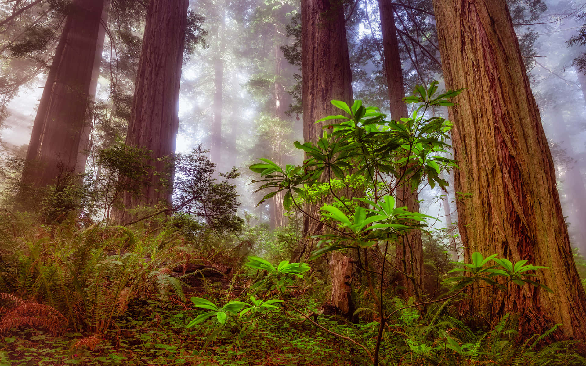 Redwood Trees 桌布 壁紙 — 霧氣瀰漫的晨光穿過高聳的紅杉樹，在茂密的綠色蕨類植物和灌木叢上投下空靈的光芒。