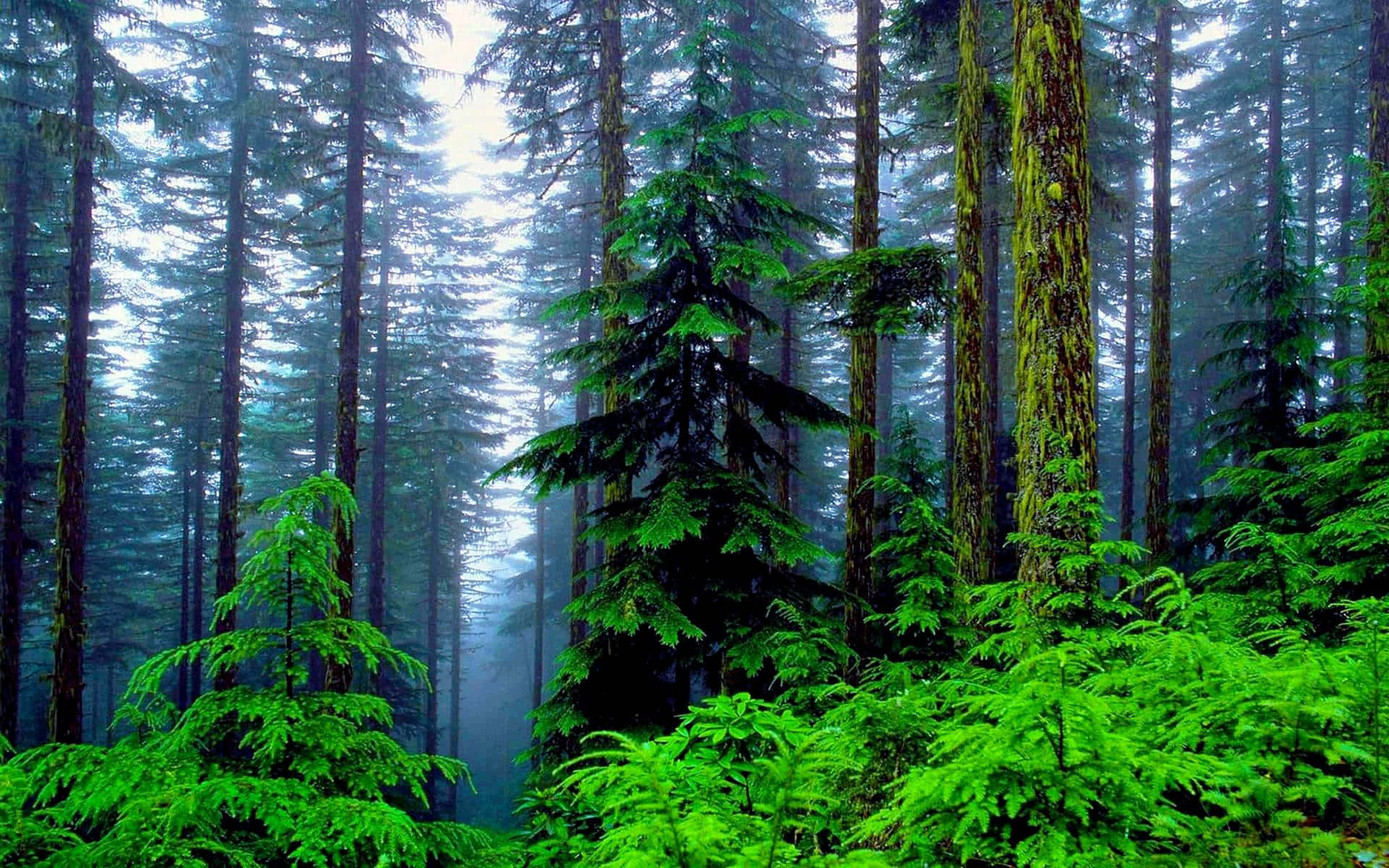 Pine Tree 桌布 壁紙 — 霧氣瀰漫的森林，高聳的常綠樹和充滿活力的綠色蕨類植物沐浴在柔和散射的光線中。
