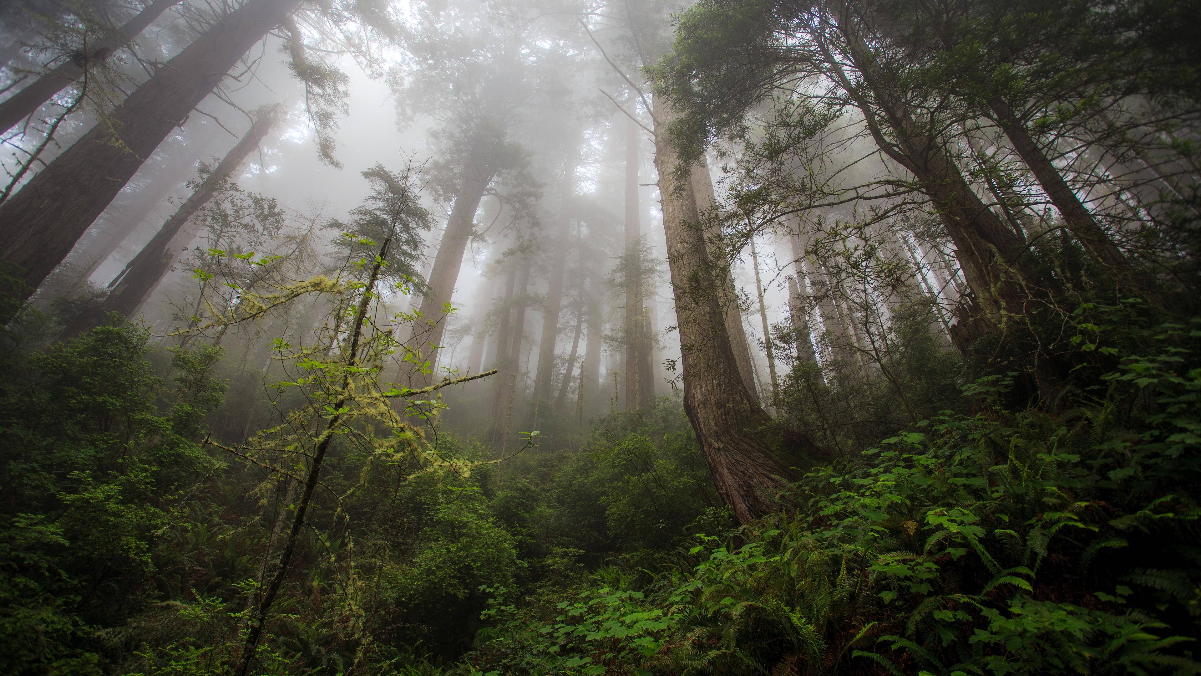 4K Forest 桌布 壁紙 — 霧氣瀰漫的森林，高聳的紅杉和茂密的綠色蕨類植物沐浴在柔和漫射的光線中。