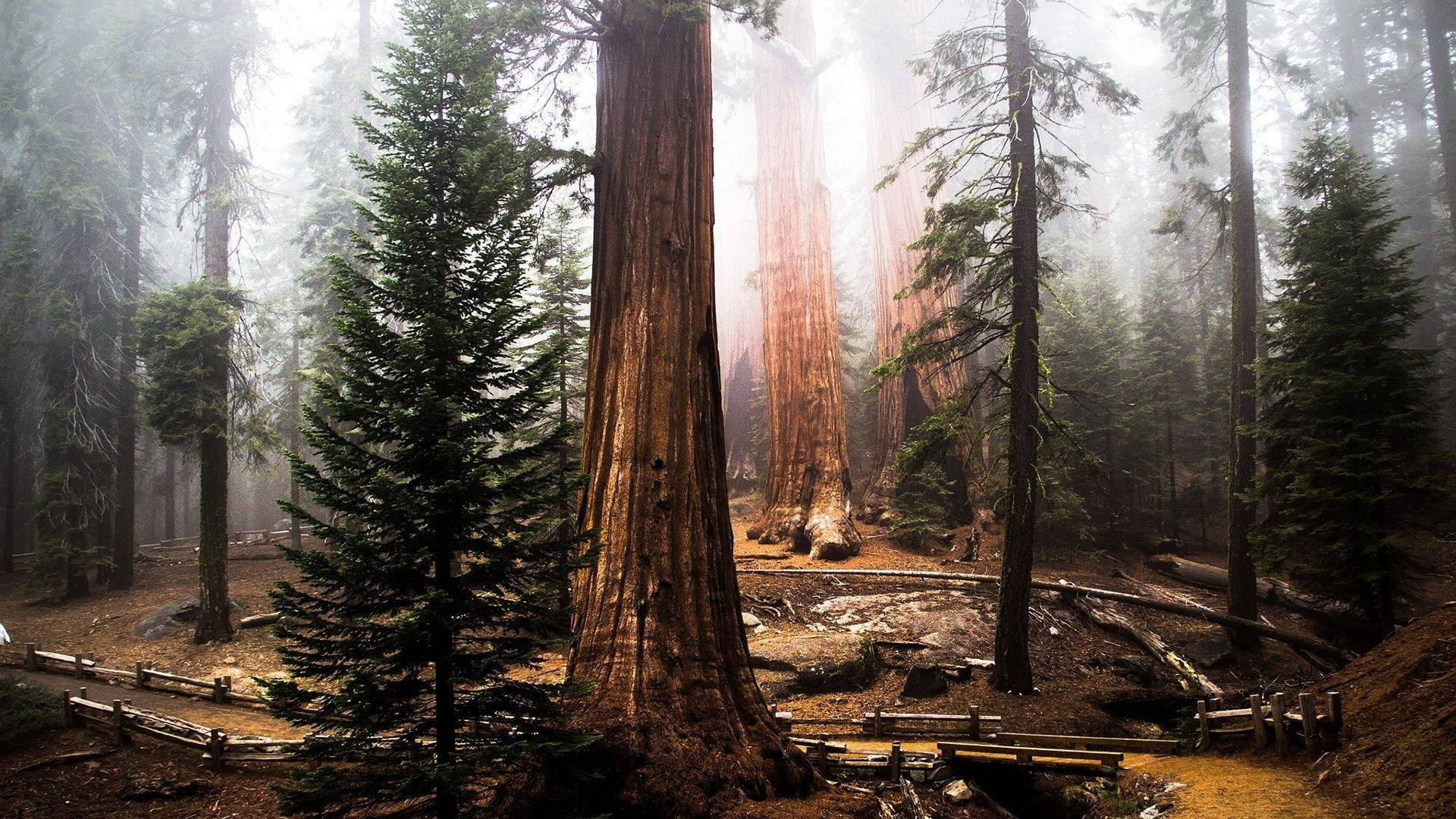 Redwood 桌布 壁紙 — 霧氣瀰漫的森林，高聳的紅杉沐浴在透過濃霧過濾的柔和金色光線中。